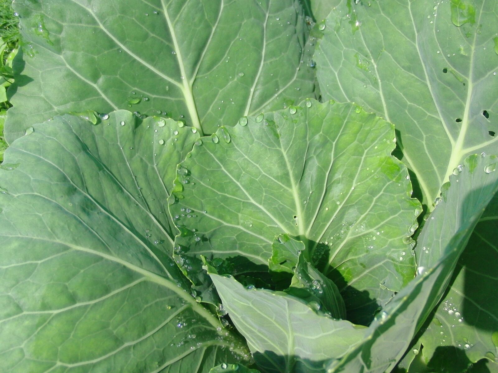 CASIO EX-FC100 sample photo. Cabbage, cabbage leaves, vegetables photography