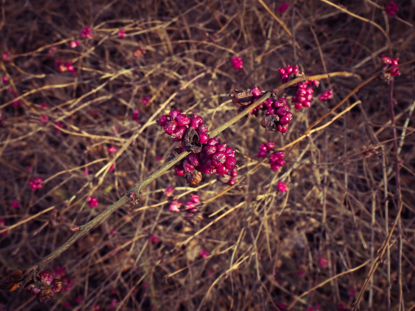 Olympus OM-D E-M10 sample photo. Bush, bloom, blossom photography