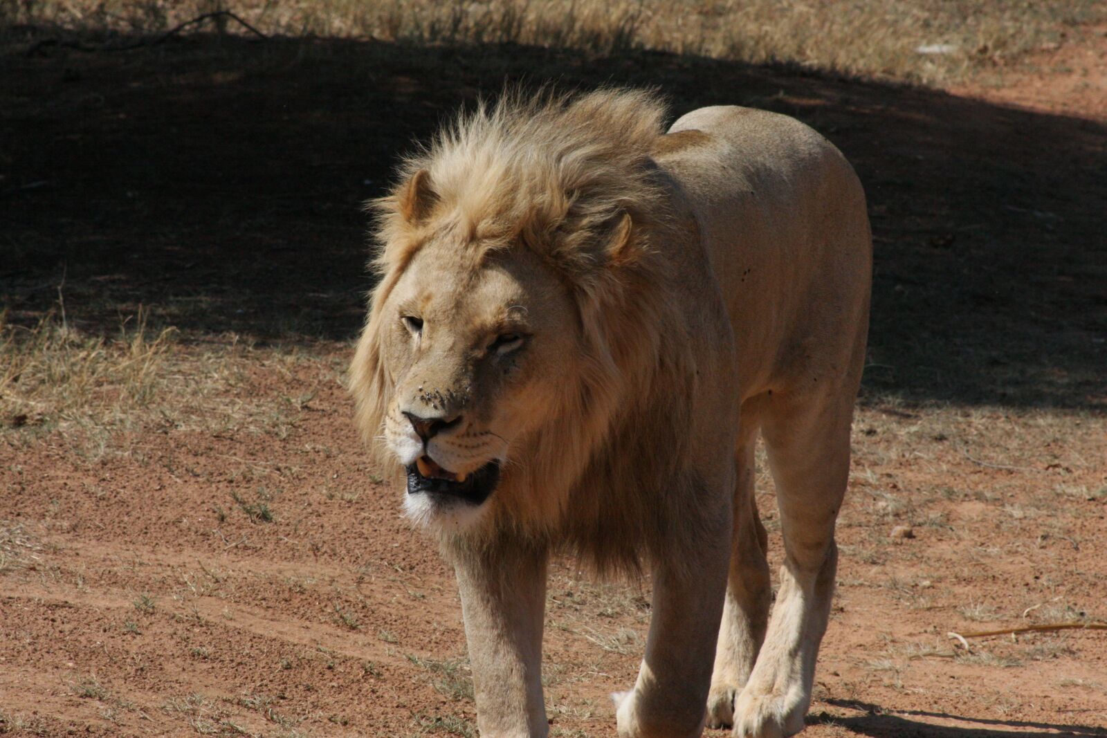 Canon EOS 40D sample photo. White lion, safari, mane photography