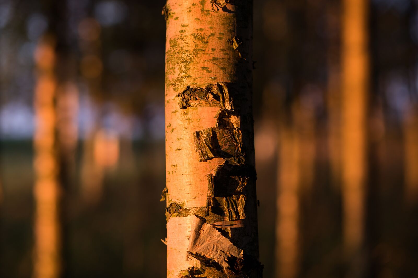 Canon EF 85mm F1.8 USM sample photo. Nature, birch, close up photography