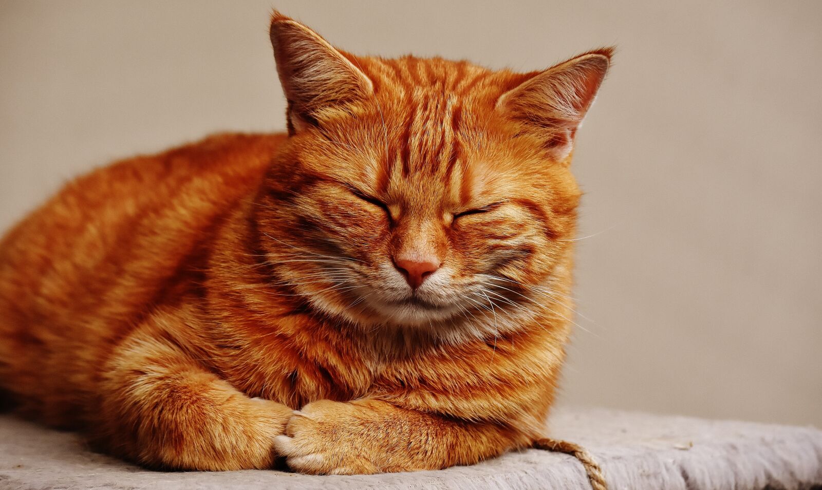 Nikon D7200 sample photo. Cat, red, sleep photography