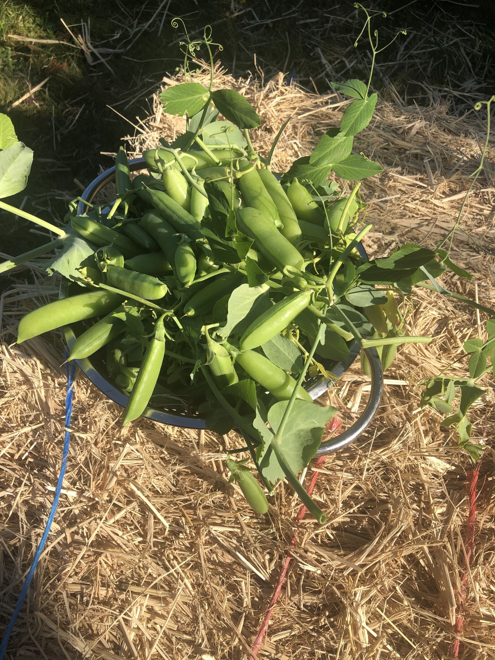 iPhone X back dual camera 4mm f/1.8 sample photo. Sugar snap peas, spring photography