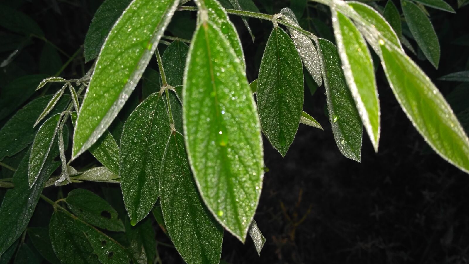 Xiaomi Redmi 3S sample photo. Green leaf with water photography