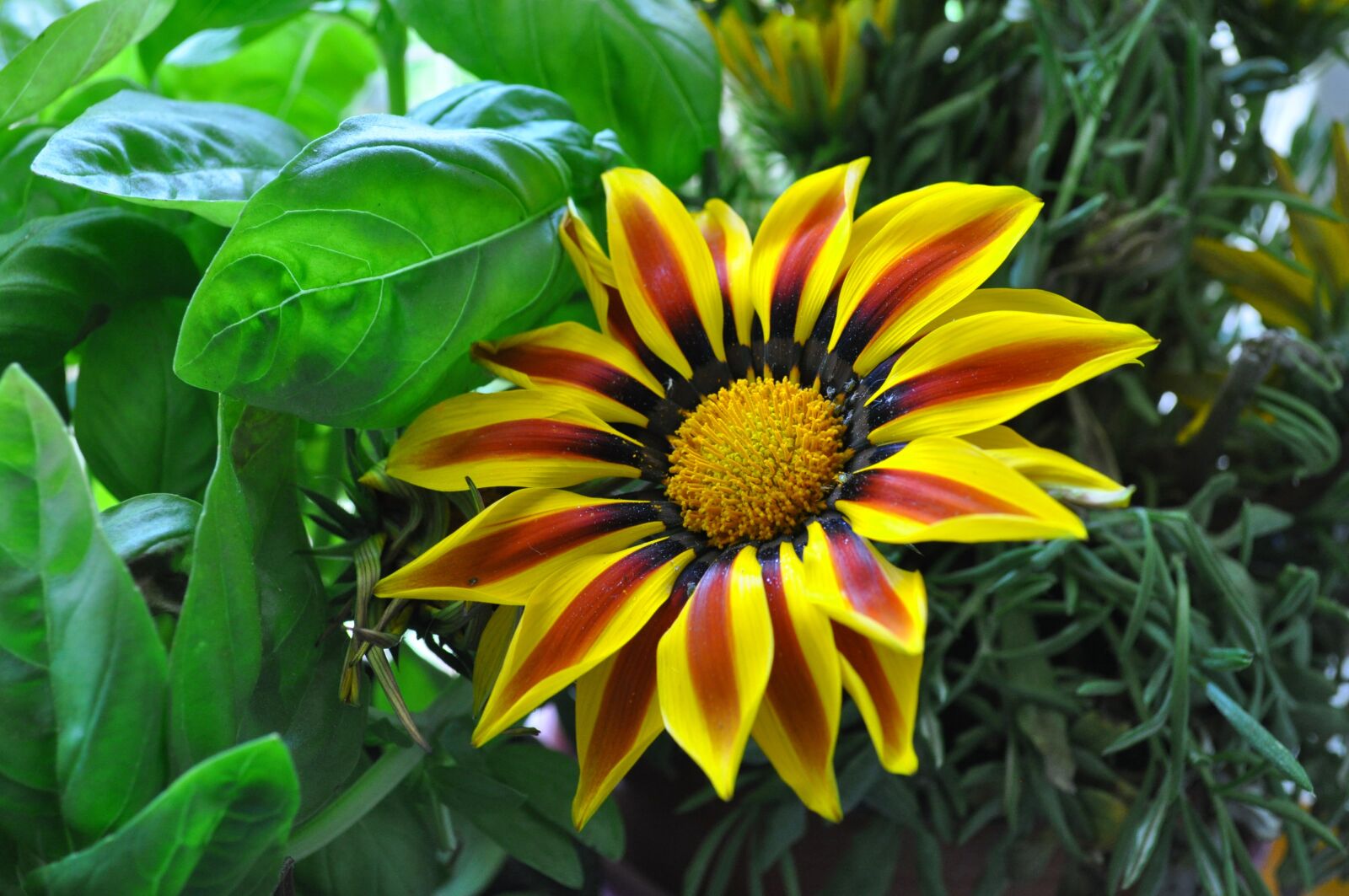 Nikon D5000 sample photo. Flower, spring, flora photography
