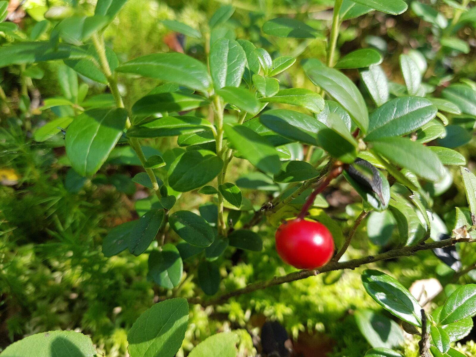 Samsung Galaxy S7 sample photo. Cranberries, velikodvor'ye, forest photography