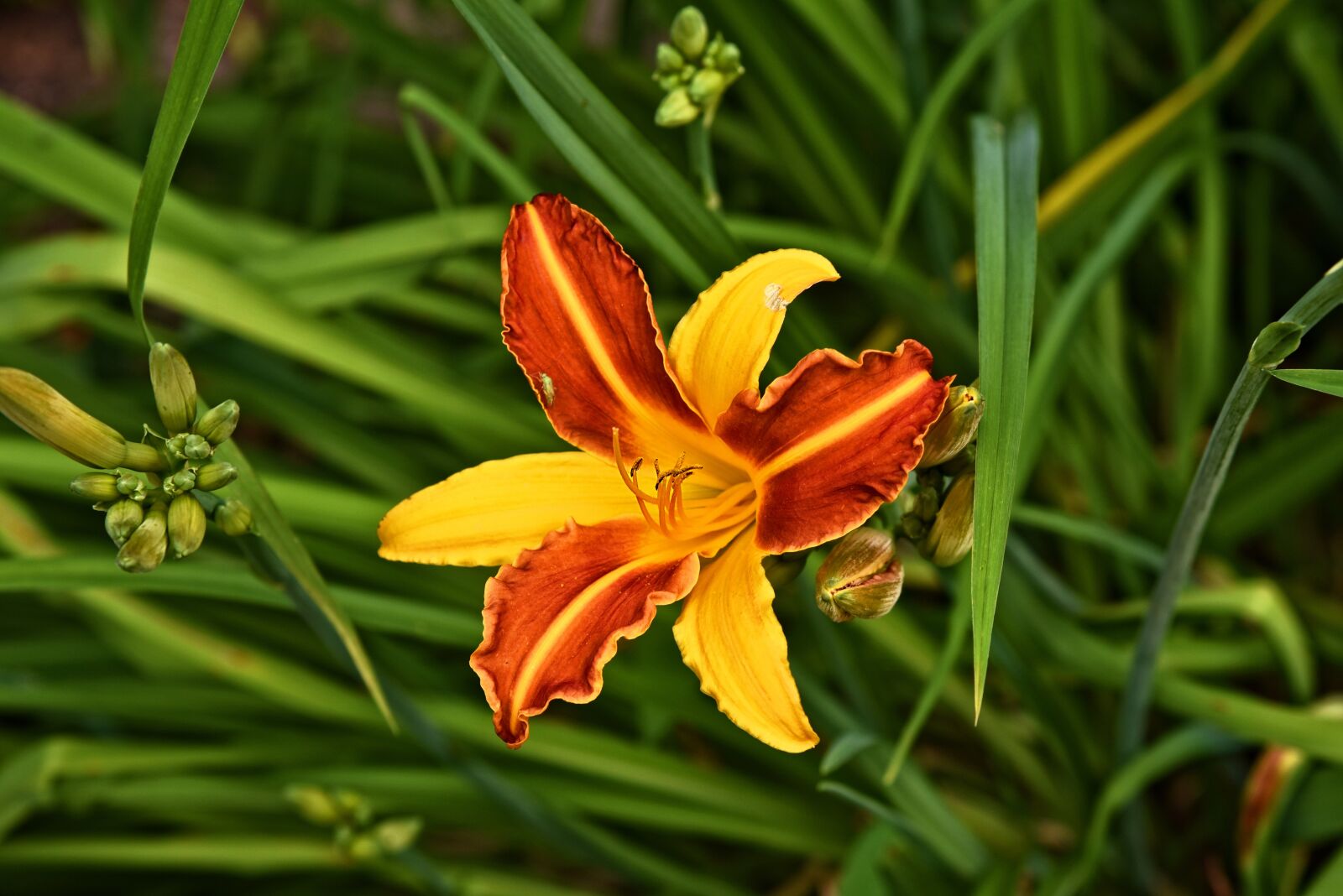 Nikon D750 sample photo. Lily, flower, plant photography