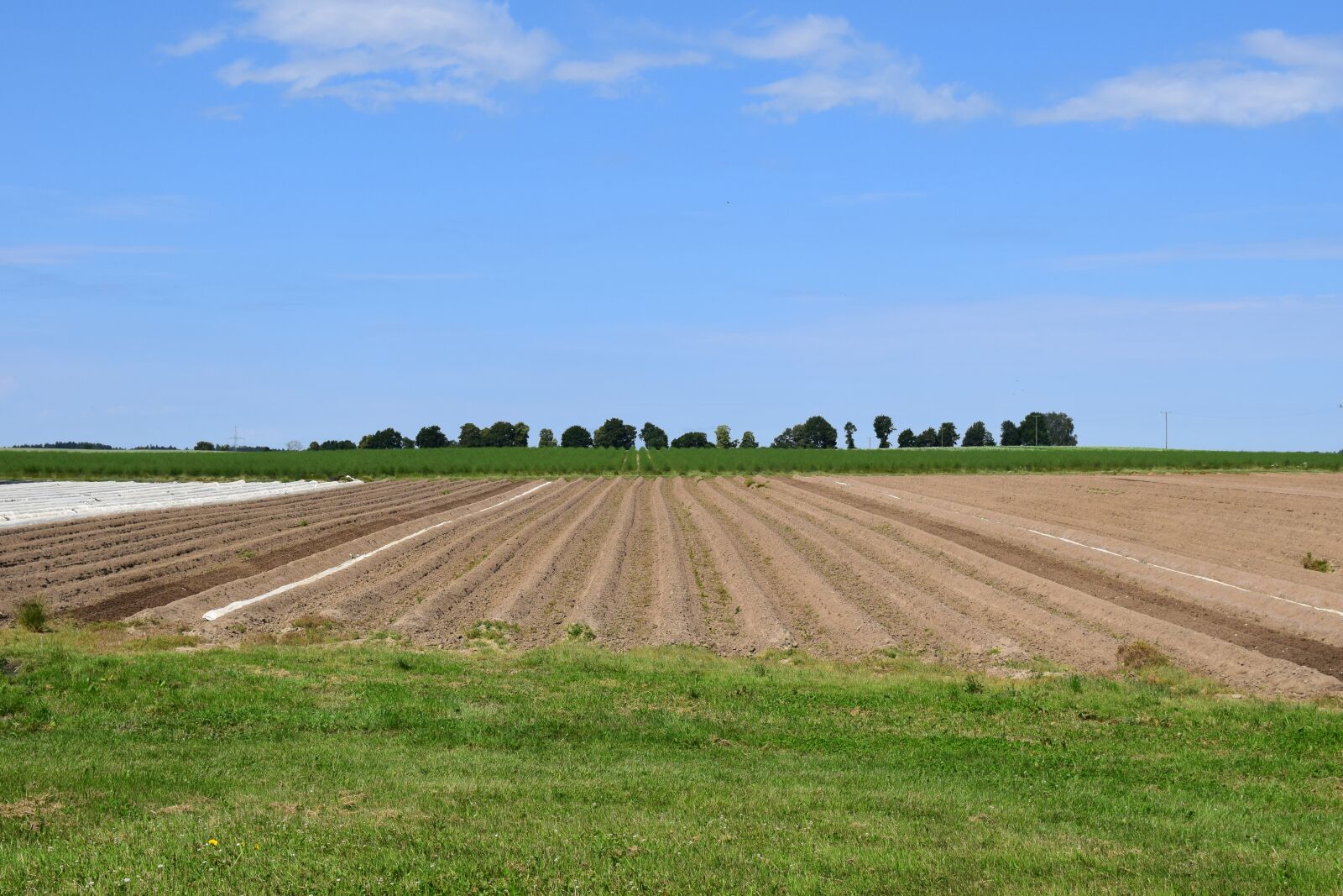 Nikon D3300 sample photo. Asparagus field, agriculture, summer photography