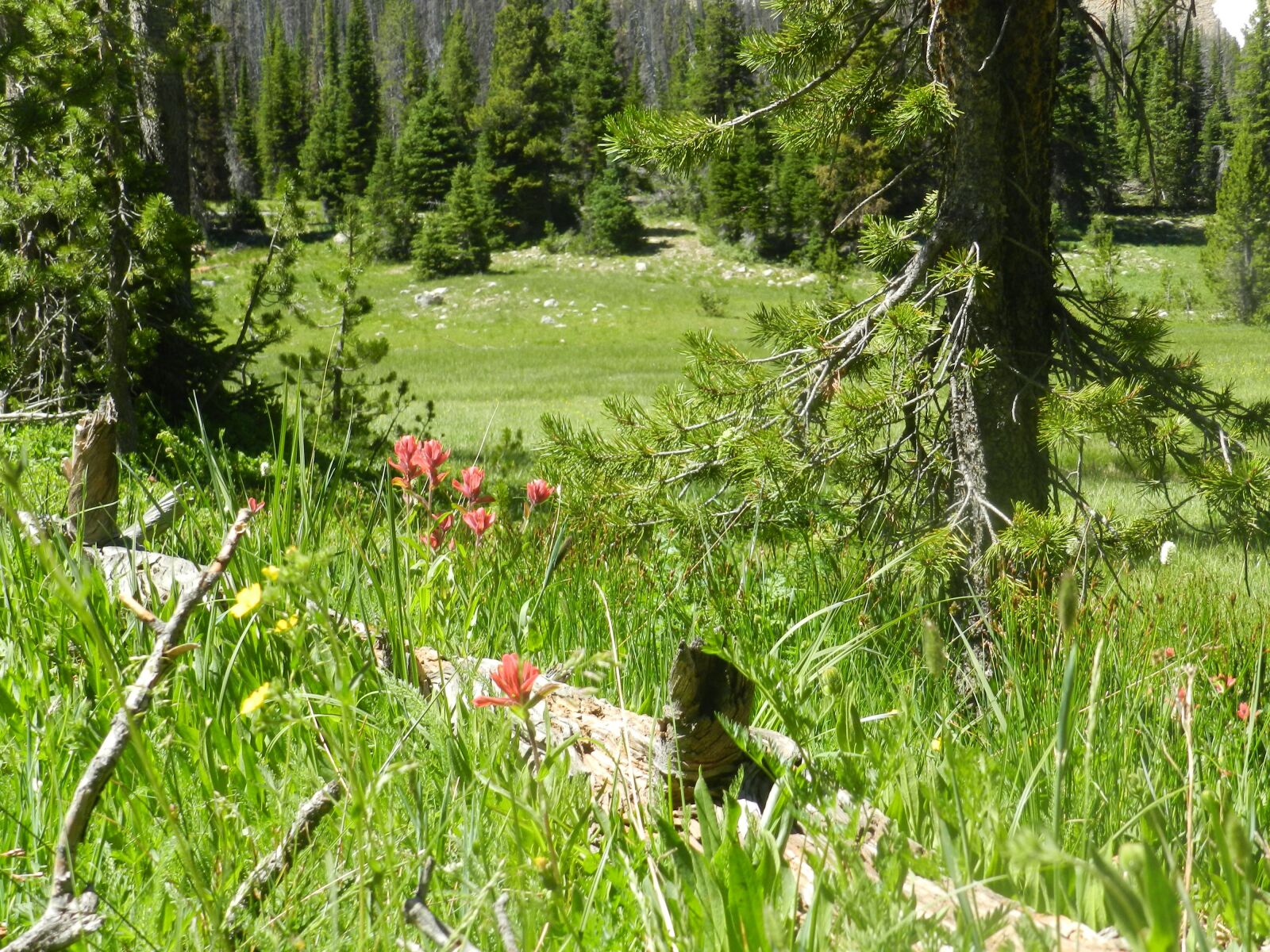 Nikon Coolpix P500 sample photo. Meadow, uinta, utah photography