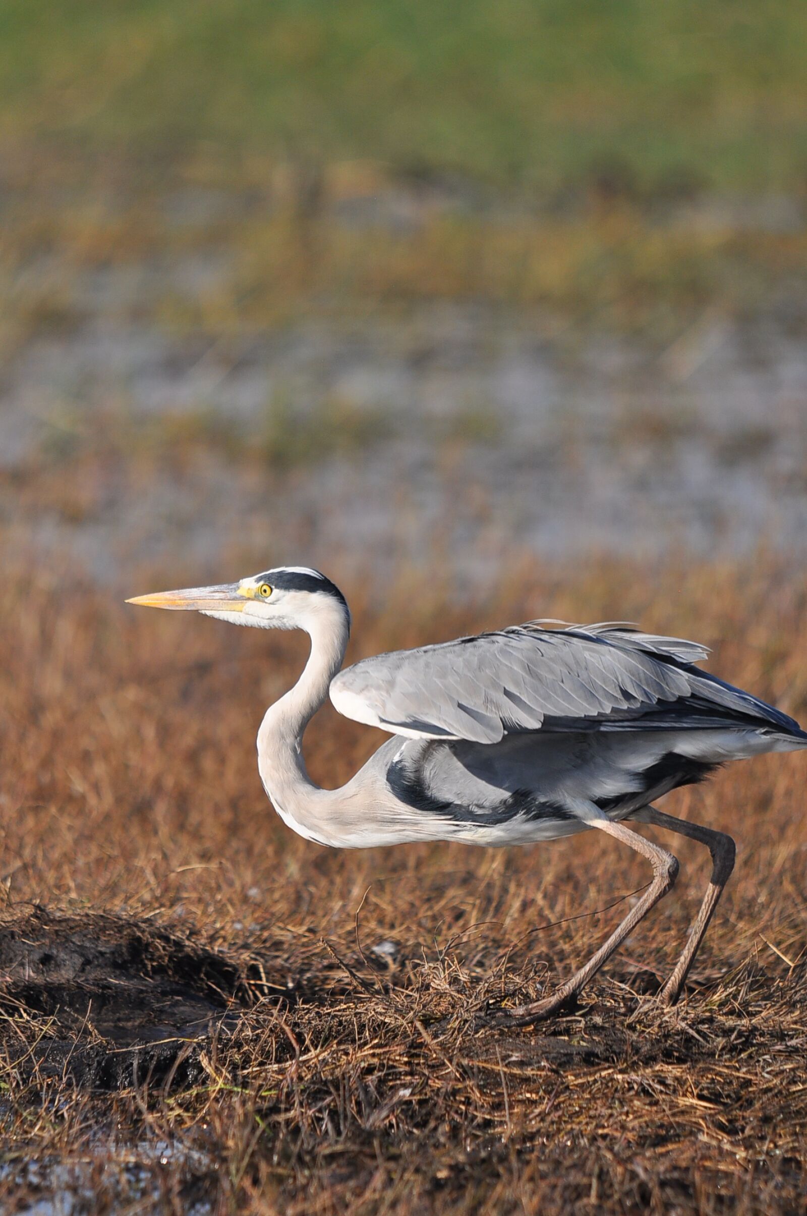 Nikon D90 sample photo. Bird, wildlife, nature photography