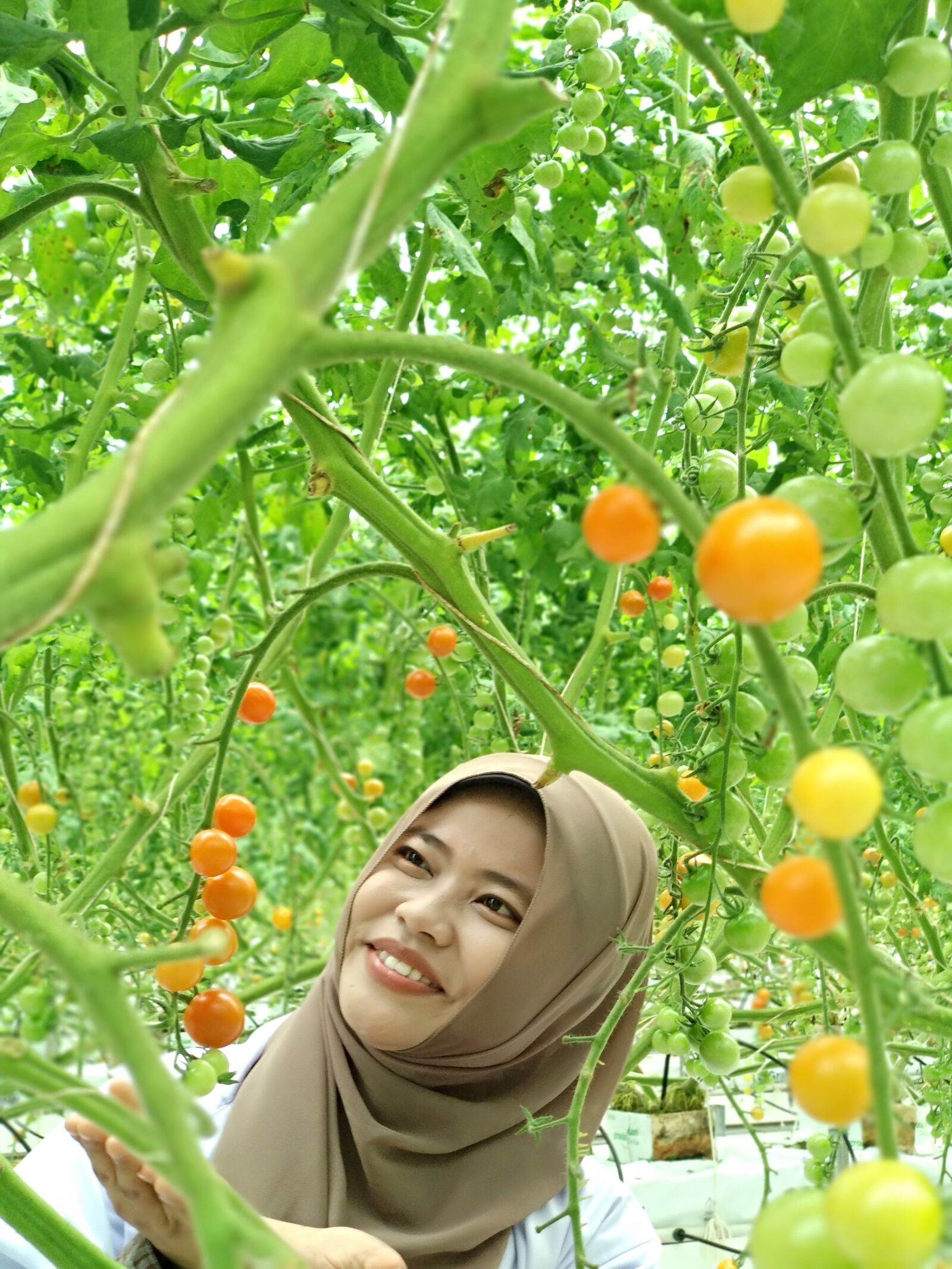Xiaomi Mi A1 sample photo. Hydroponic, cherry tomatoes, greenhouse photography