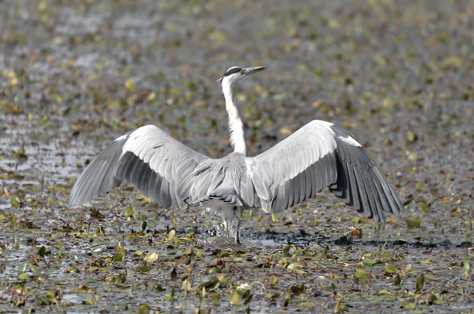 Canon EOS 5D Mark III + 150-600mm F5-6.3 DG OS HSM | Sports 014 sample photo. Heron, nature, oasis photography