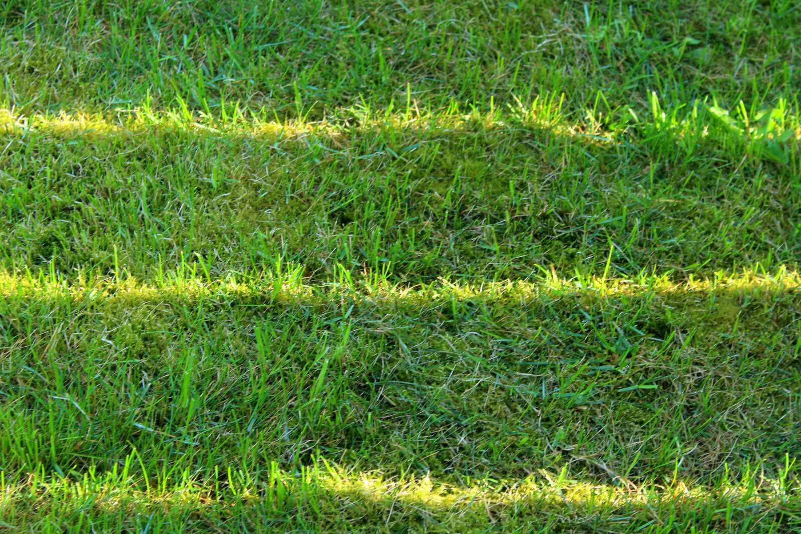Canon EOS 1200D (EOS Rebel T5 / EOS Kiss X70 / EOS Hi) sample photo. Lawn, the light, nature photography