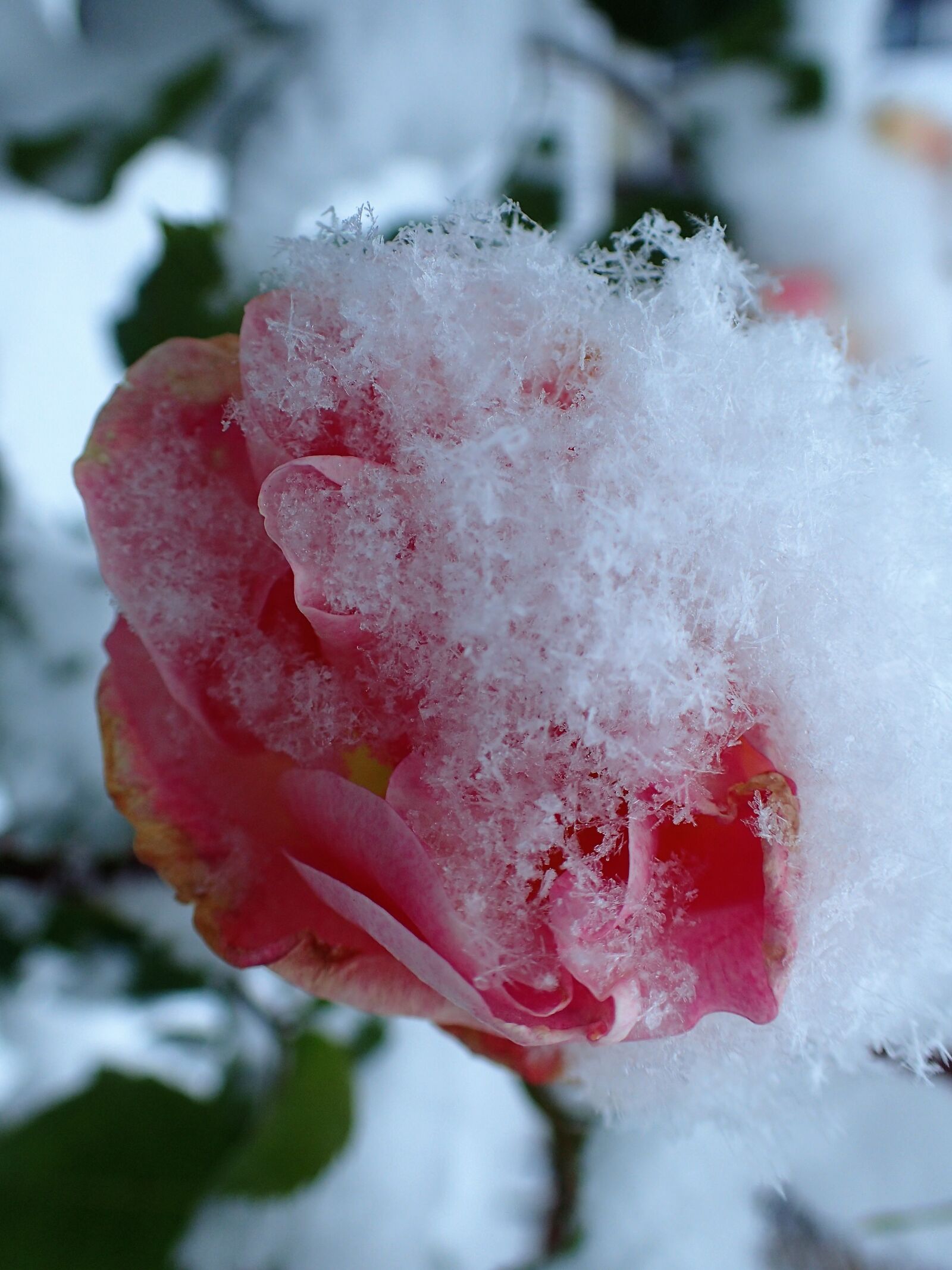 Olympus TG-4 sample photo. Rose, frozen, pink photography