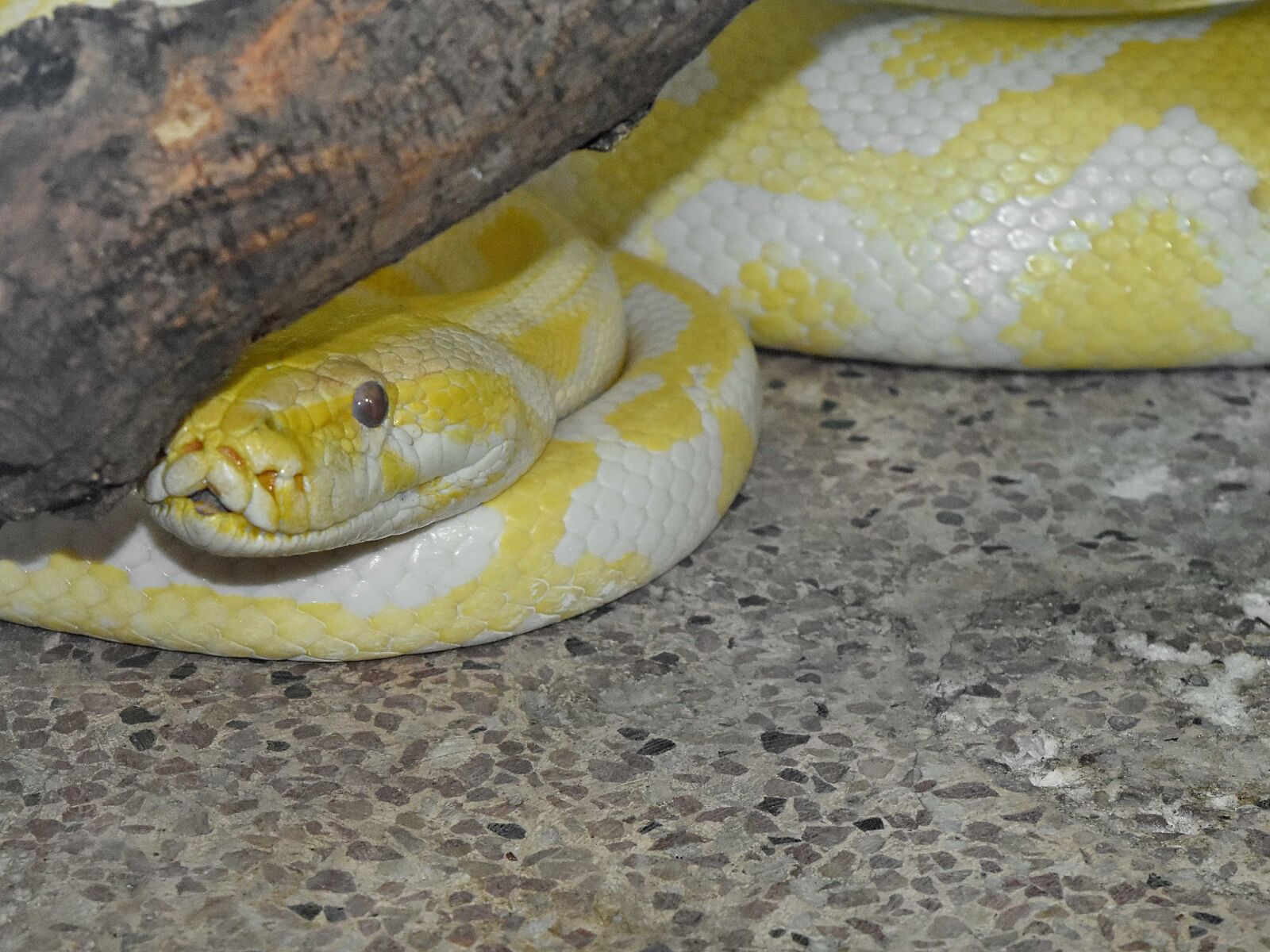 Nikon D5500 sample photo. Python, albino, animal, animals photography