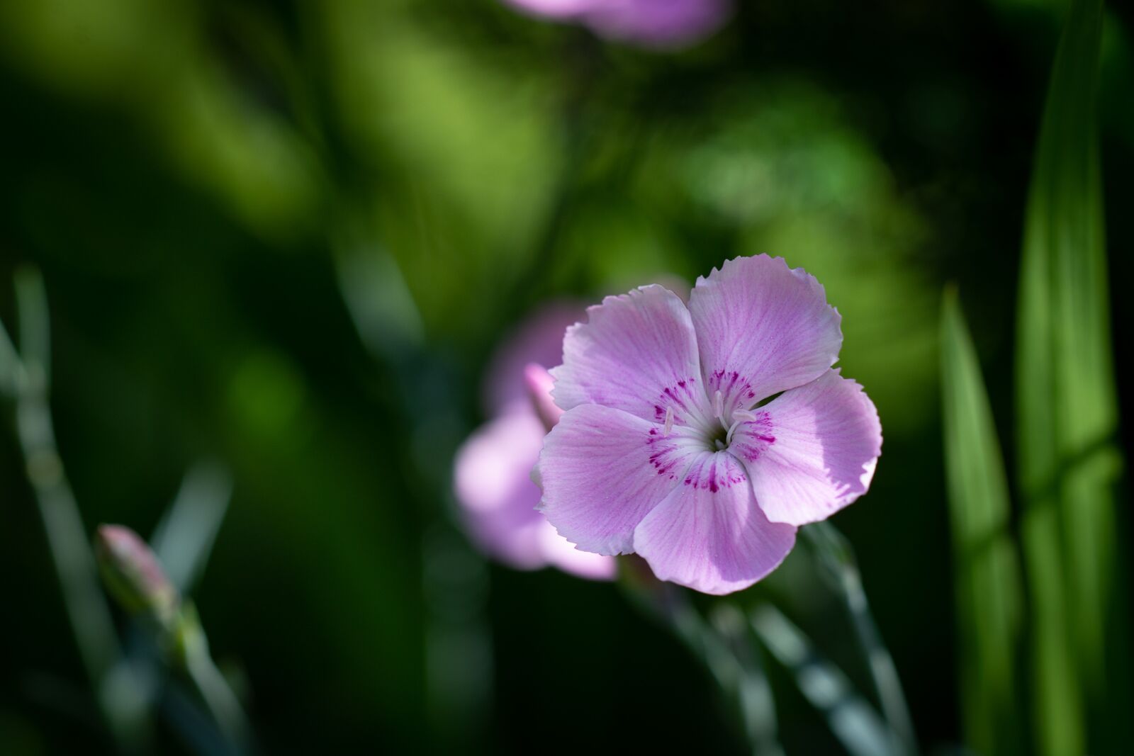 Nikon D7100 sample photo. Blossom, bloom, pink photography