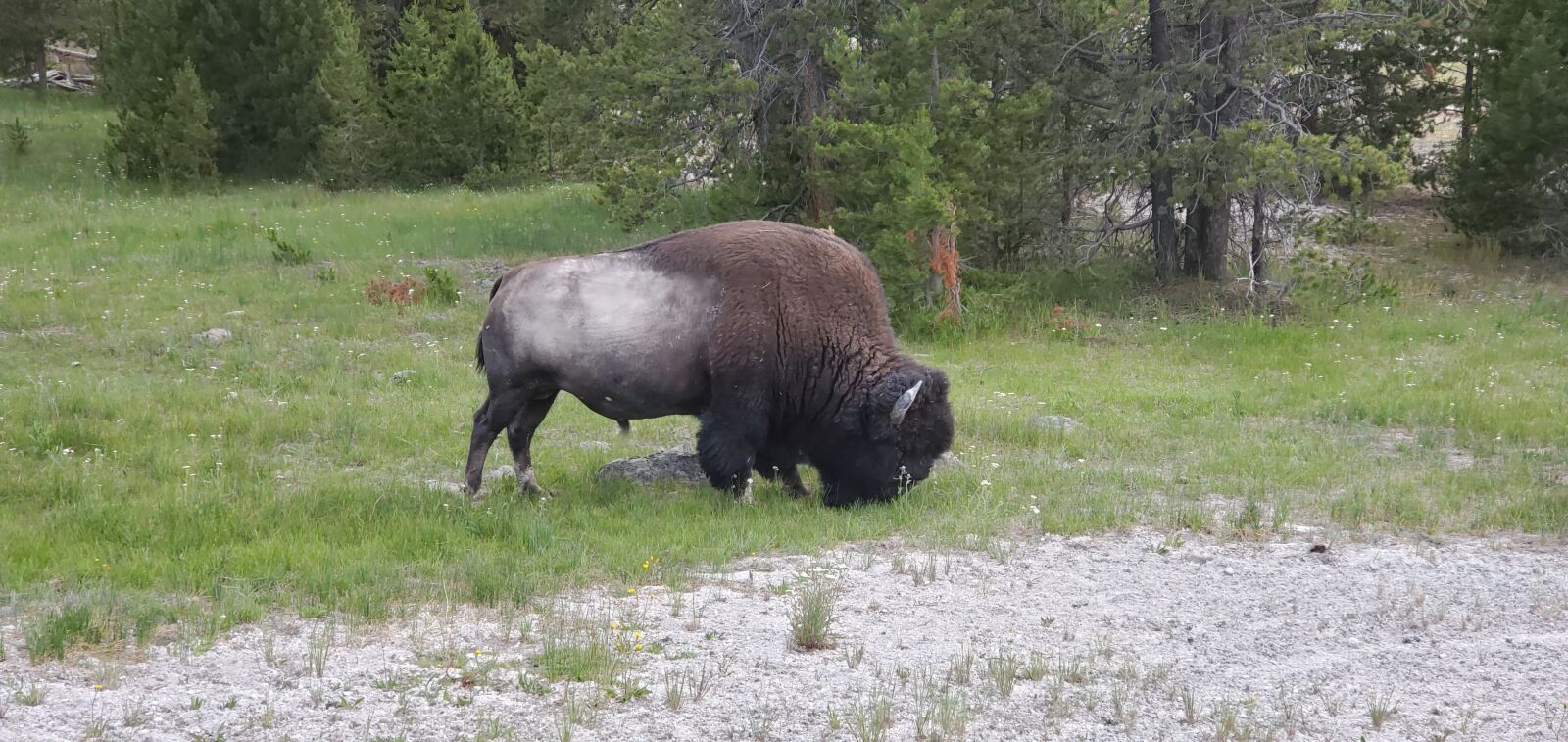 Samsung Galaxy S10 sample photo. Yellowstone park, bison, buffalo photography
