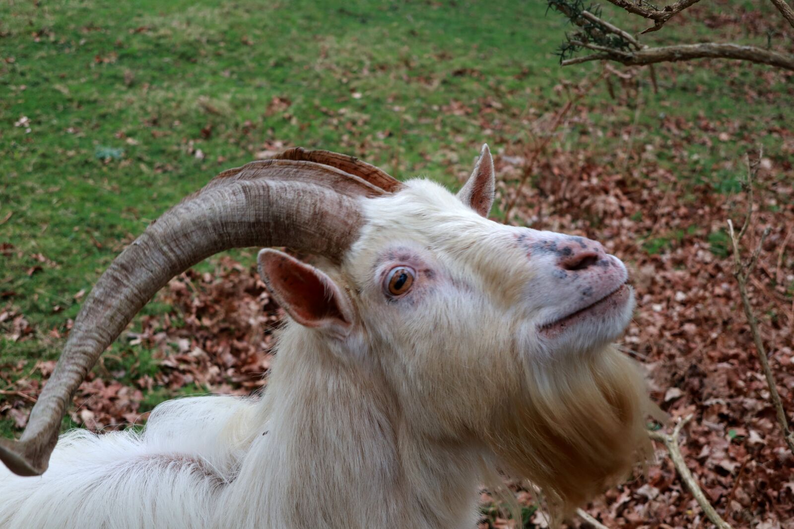 Canon PowerShot G1 X Mark III sample photo. Animal, goat, horns photography