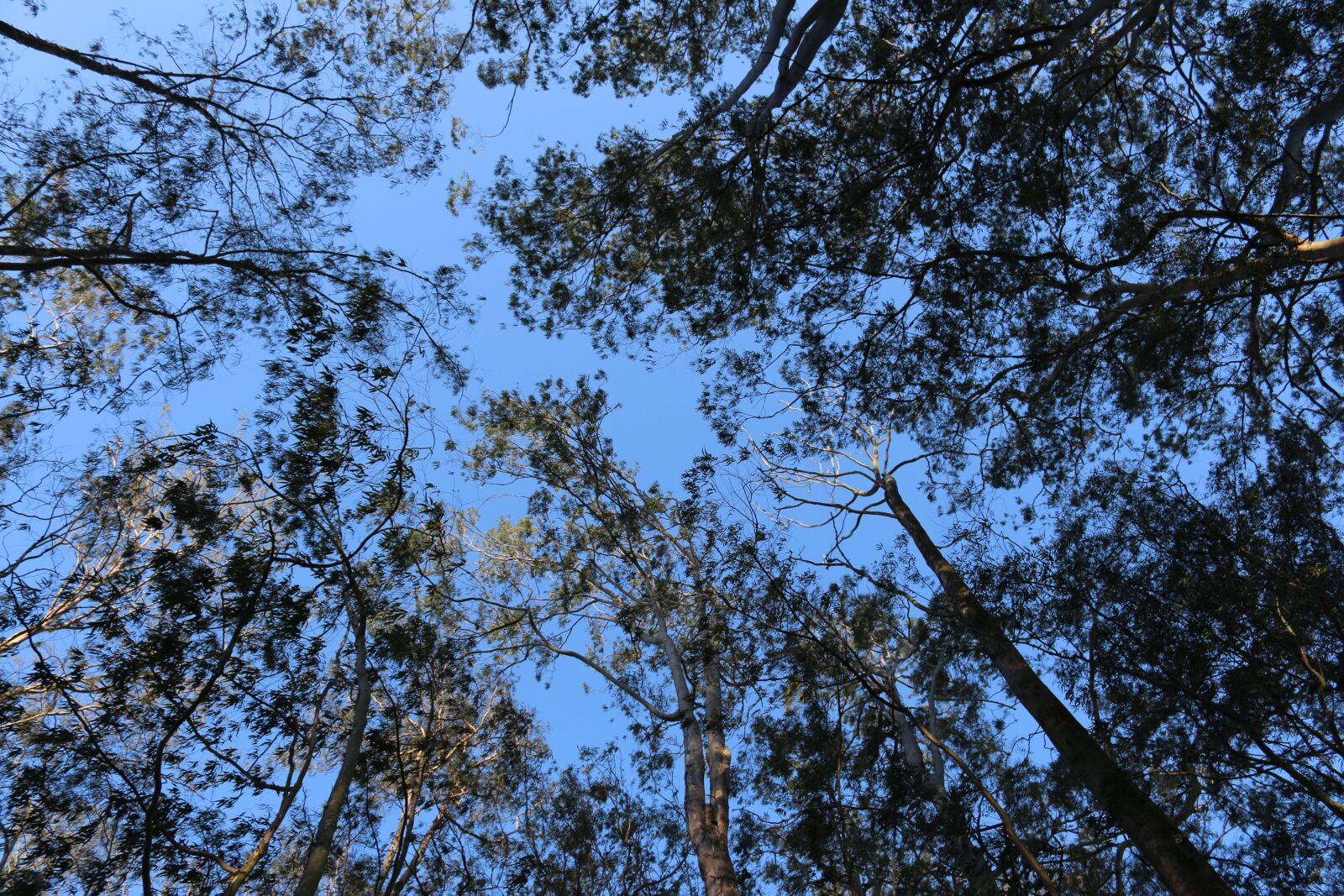 Canon EOS 70D sample photo. Forest, tree, sky photography