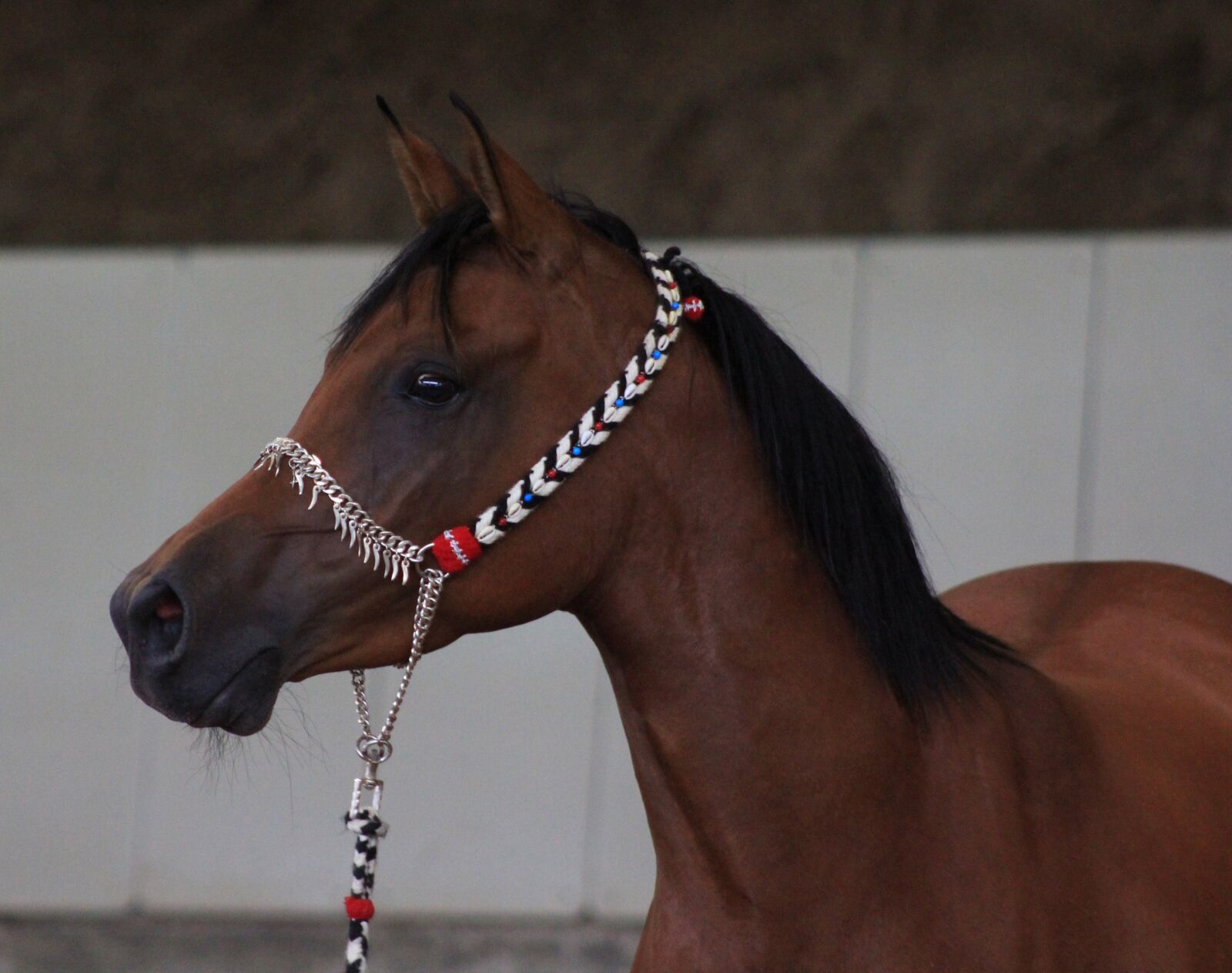 Canon EF 75-300mm f/4-5.6 sample photo. Arabs, horse, thoroughbred arabian photography