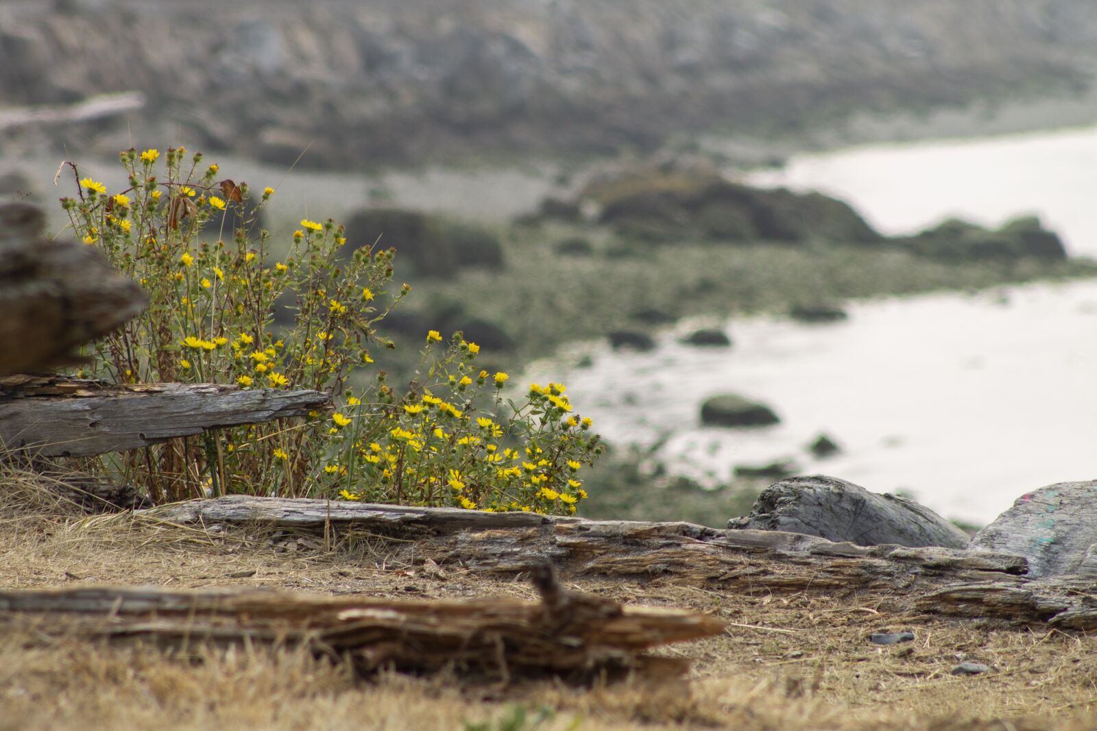 Canon EOS 1100D (EOS Rebel T3 / EOS Kiss X50) sample photo. Beach, driftwood, wildflowers photography