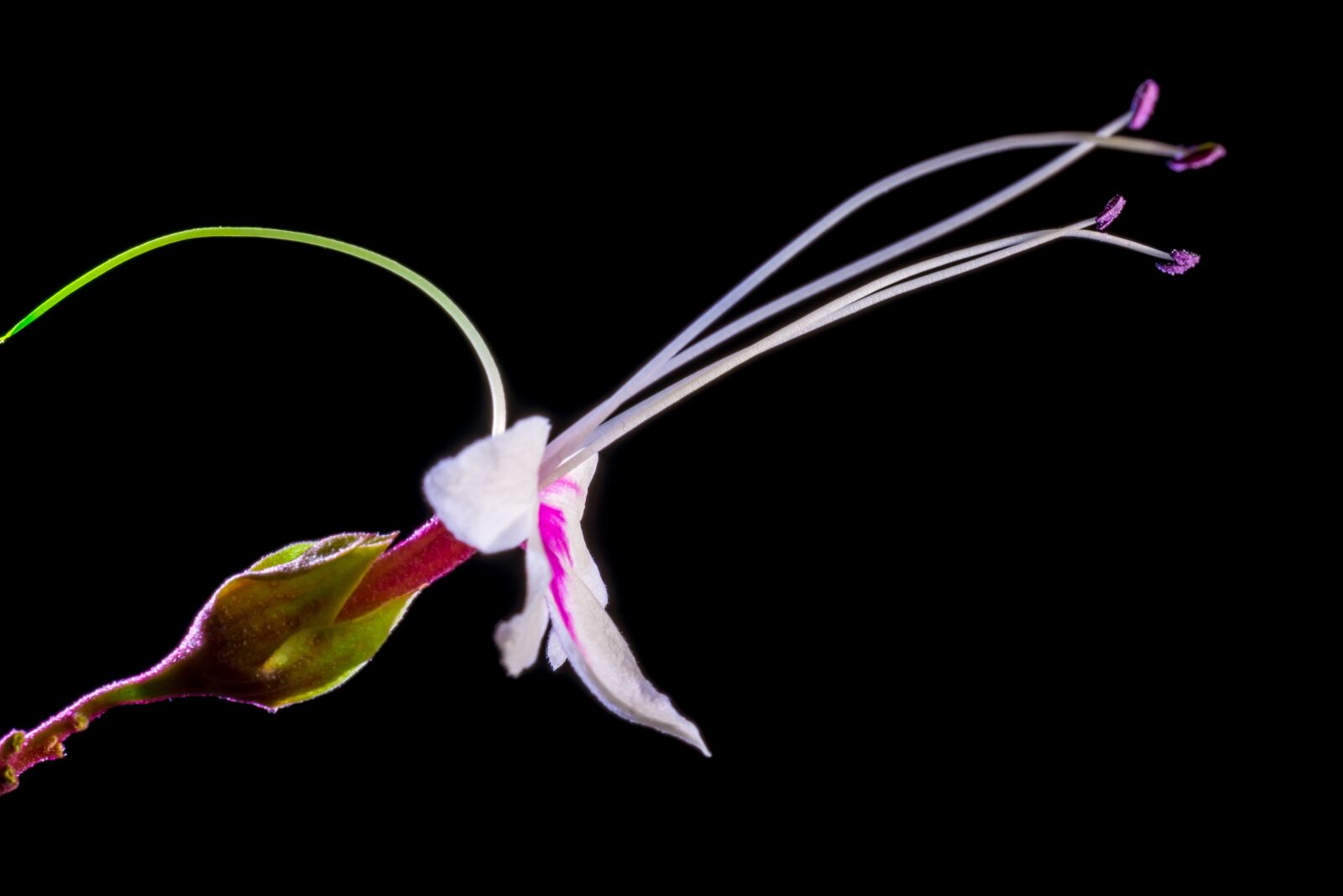 Nikon D5200 sample photo. Wild flower, flower, blossom photography