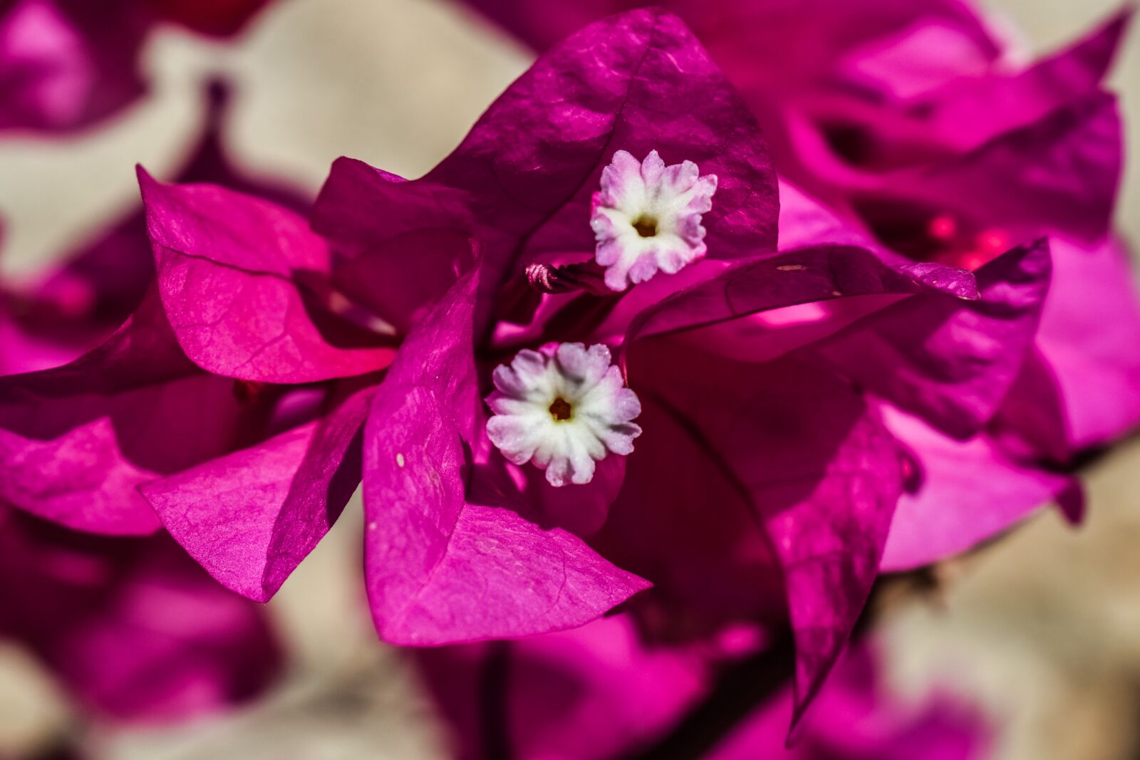 Nikon D3300 sample photo. Flower, white, pink photography