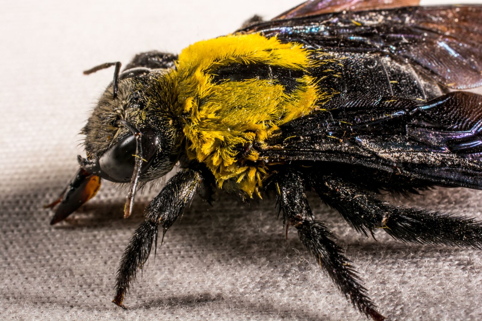 Nikon D5200 sample photo. Insect, beetle, fly photography