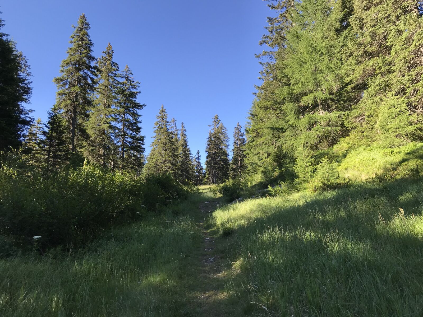 iPhone 7 back camera 3.99mm f/1.8 sample photo. Towards the rodond, alpine photography