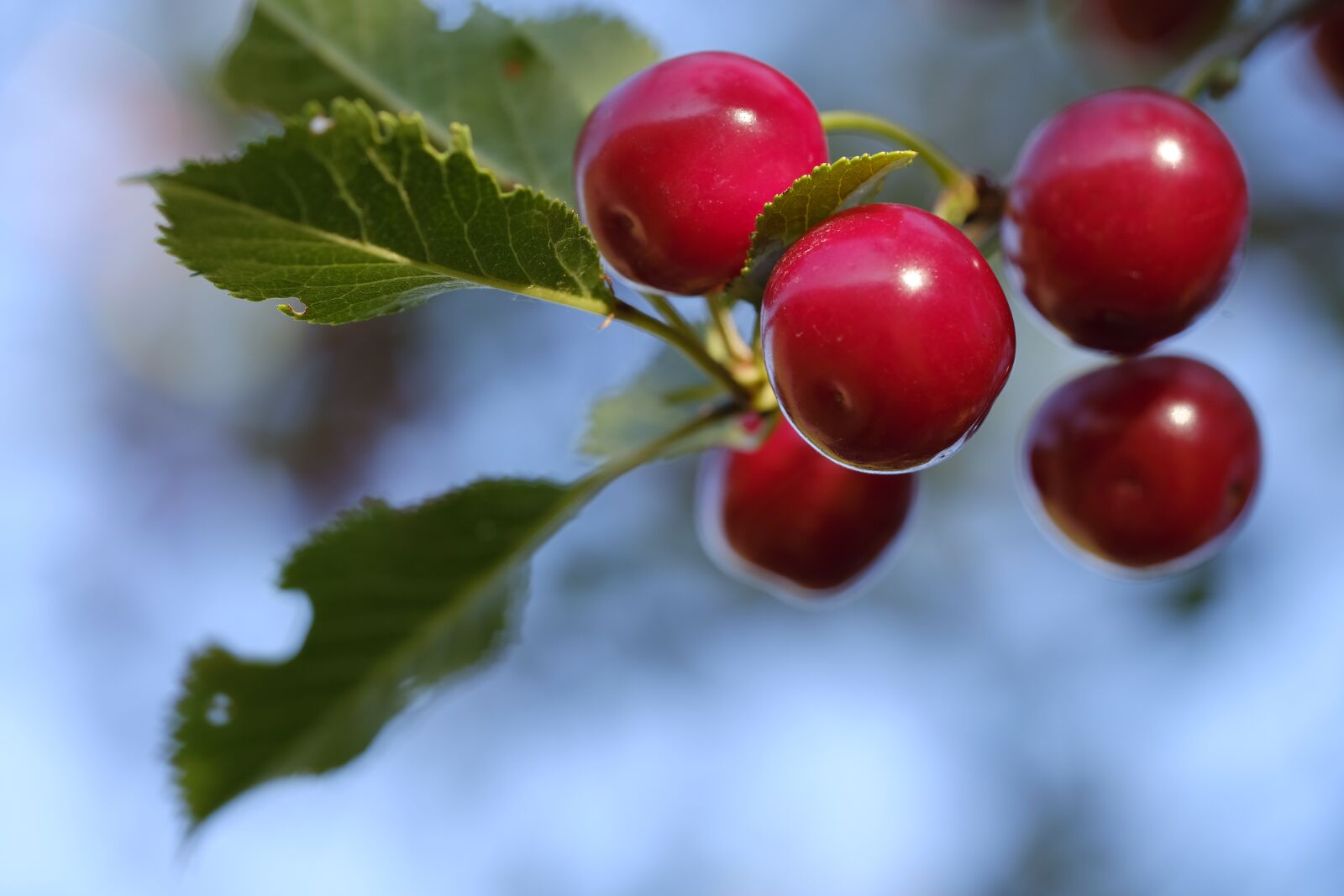 Fujifilm X-T2 + Fujifilm XF 80mm F2.8 R LM OIS WR Macro sample photo. Cherry, bird cherry, sweet photography