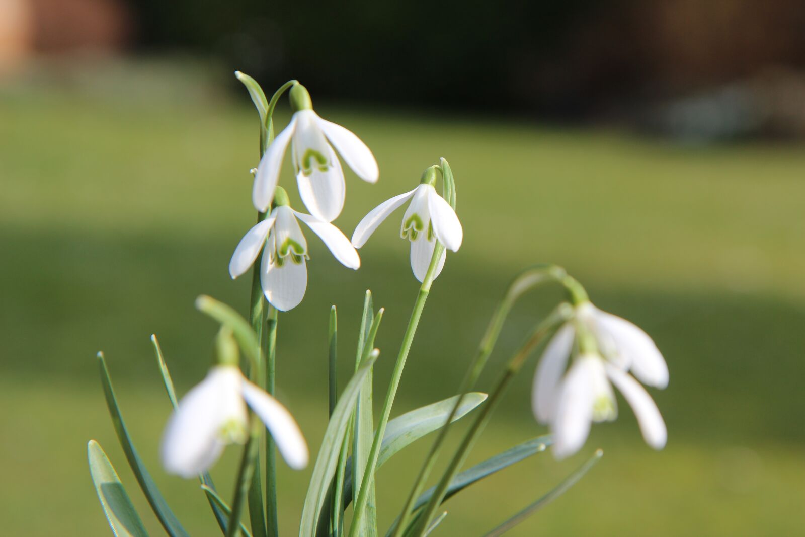 Canon EOS 600D (Rebel EOS T3i / EOS Kiss X5) sample photo. Perce-neige, spring, flowers photography
