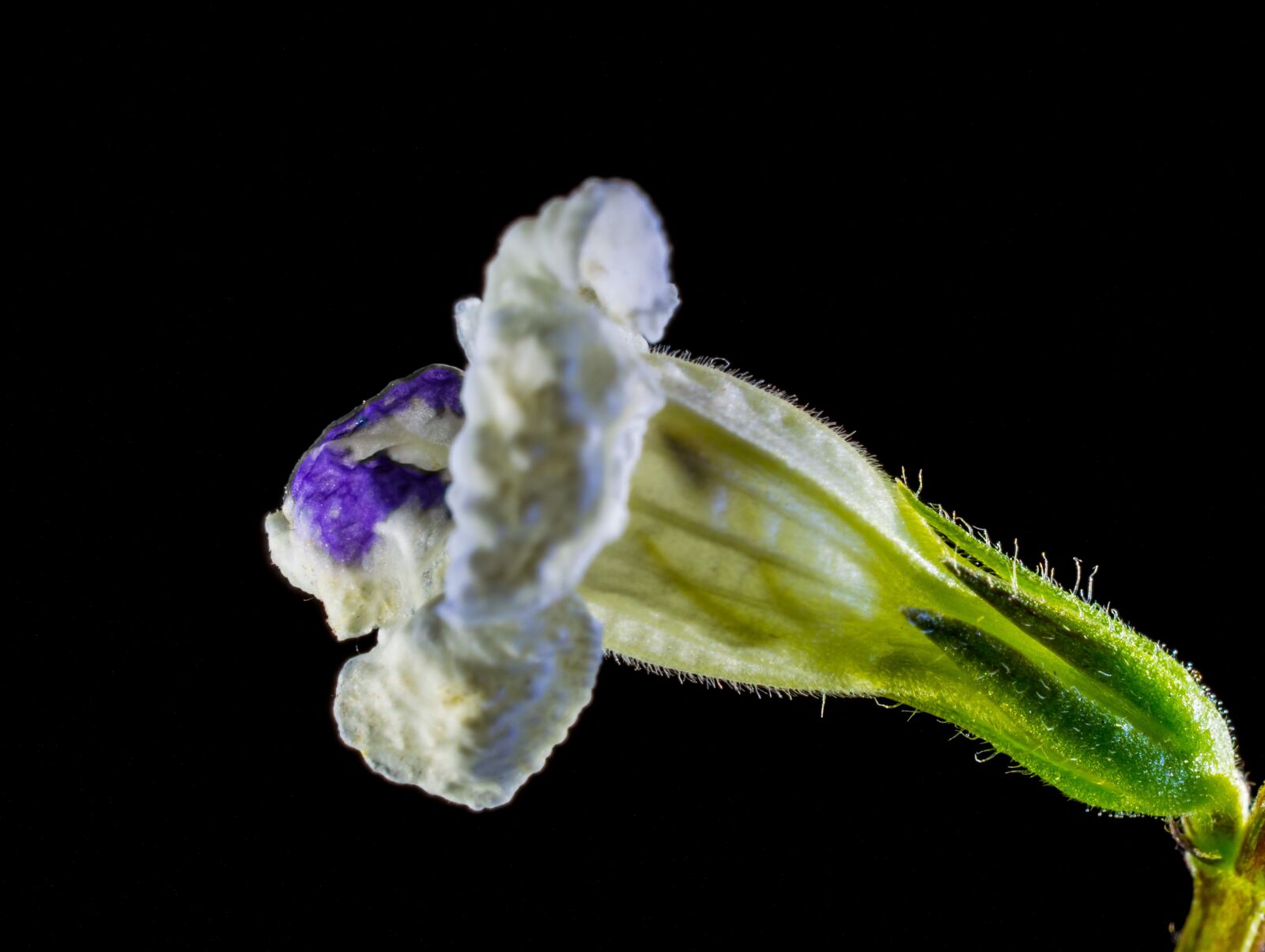 Nikon D5200 sample photo. Wild flower, small flower photography