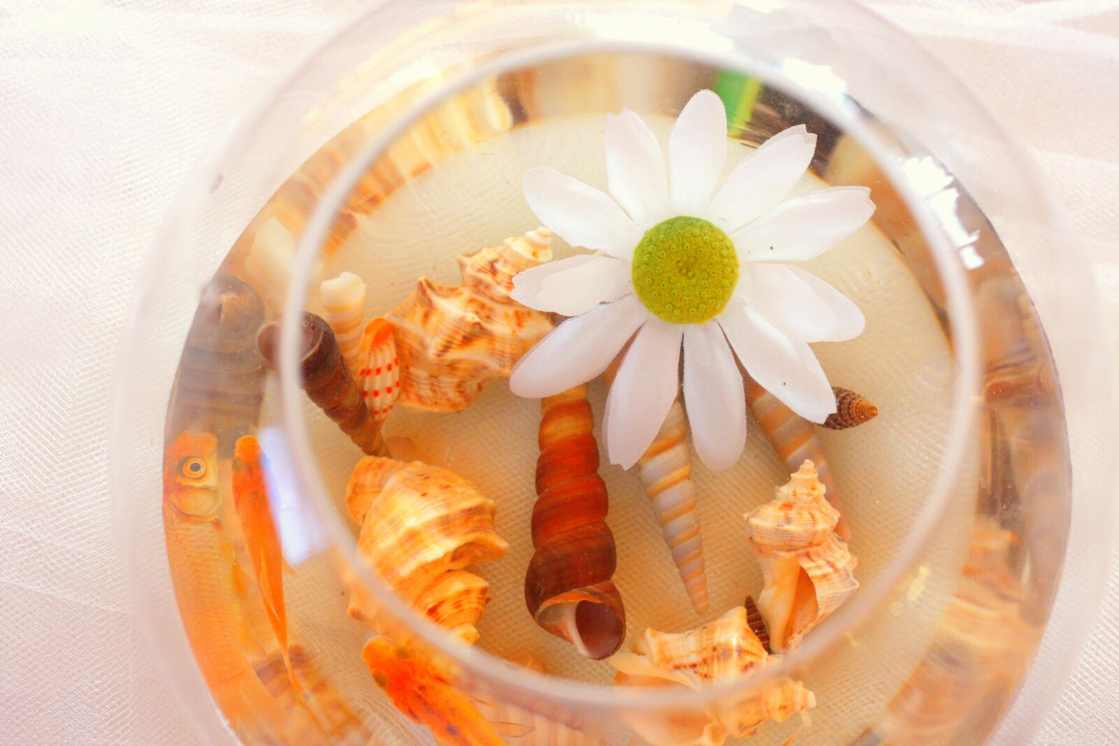Canon EOS 40D sample photo. Shell, seashell, flower photography