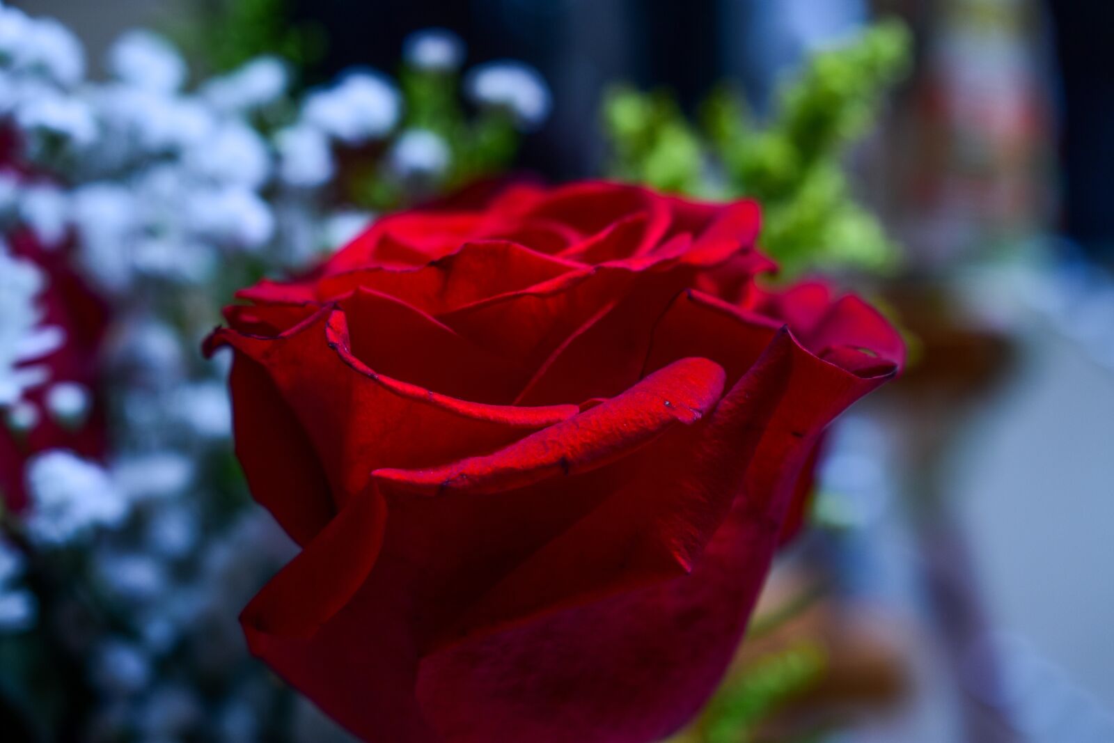 Nikon D3400 sample photo. Rosa, flower, approach photography