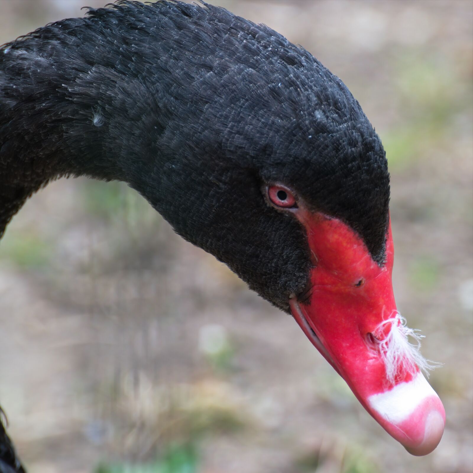 Nikon D5300 sample photo. Head, beak, the neck photography