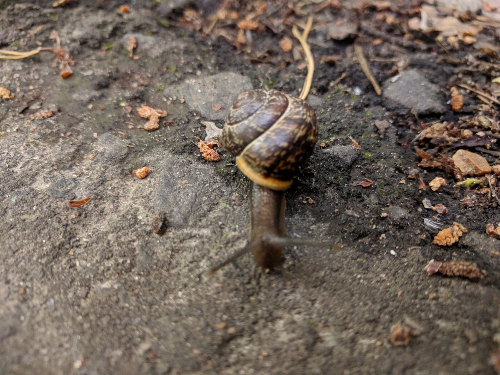 LG Nexus 5X sample photo. Snail, snail creeps, snail photography