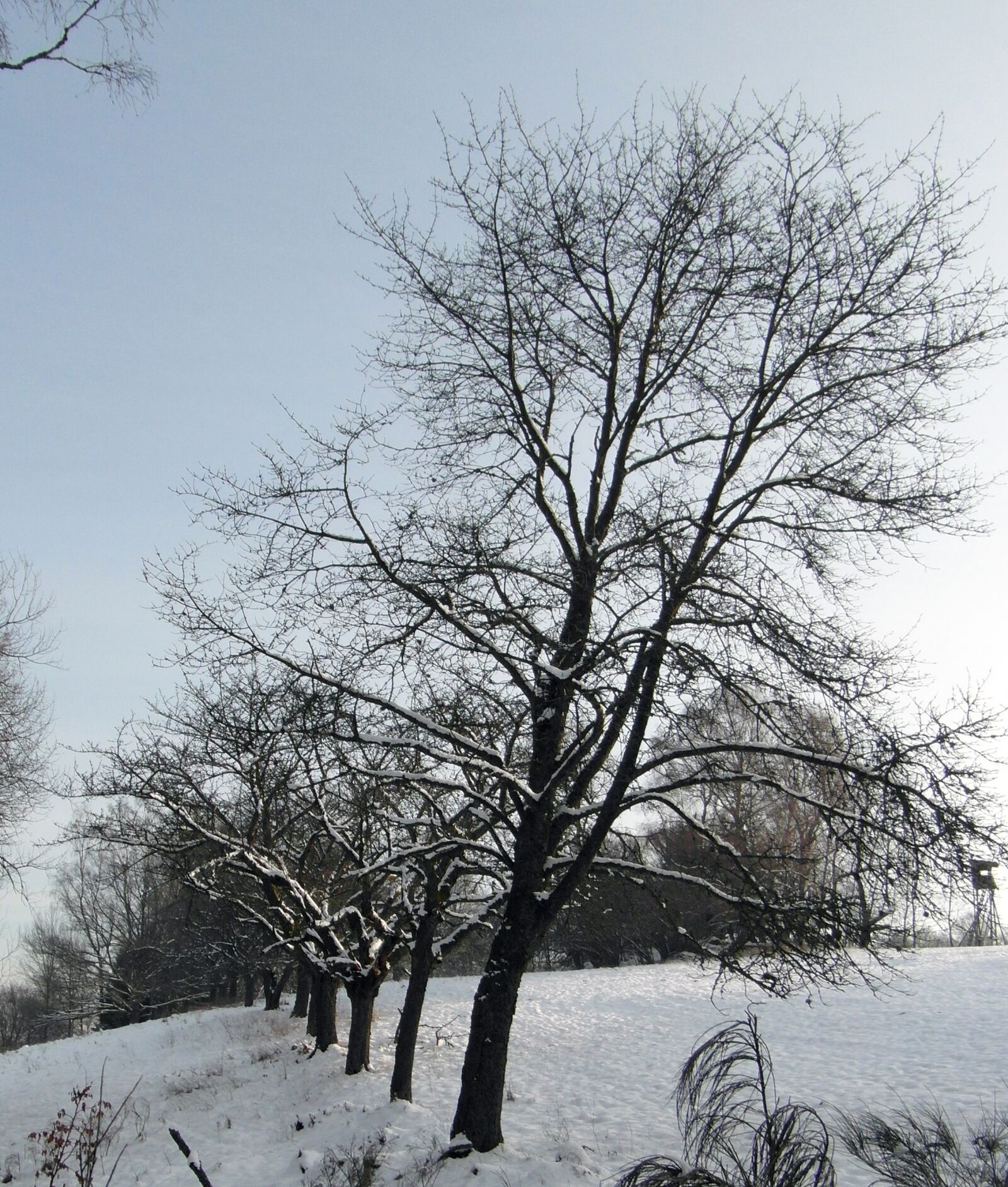 Samsung WB750 sample photo. Winter, snow, forest photography
