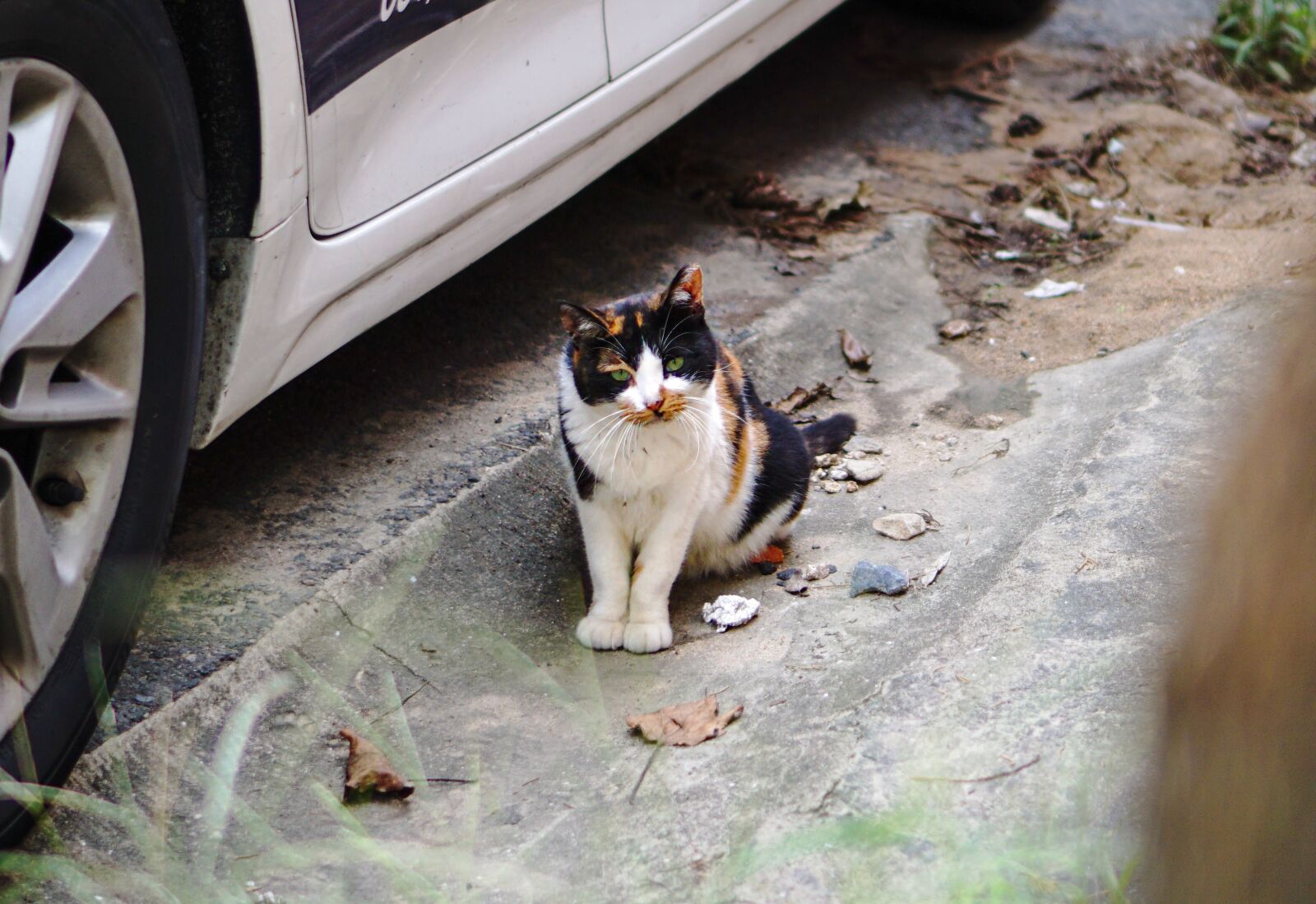 Sony E 35mm F1.8 OSS sample photo. Cat, cute cat, babycat photography