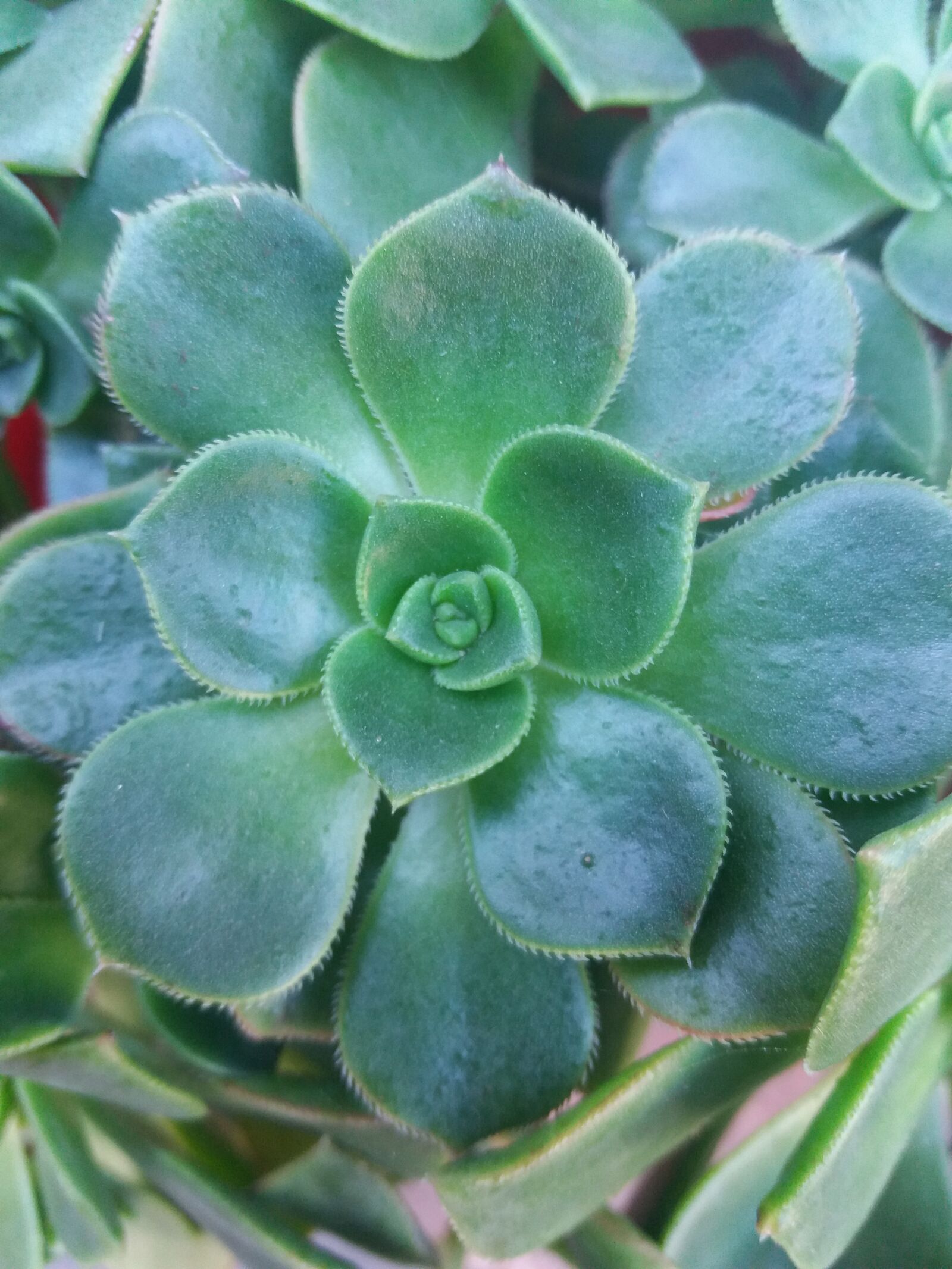 Samsung Galaxy J5 sample photo. Plant, green, garden photography