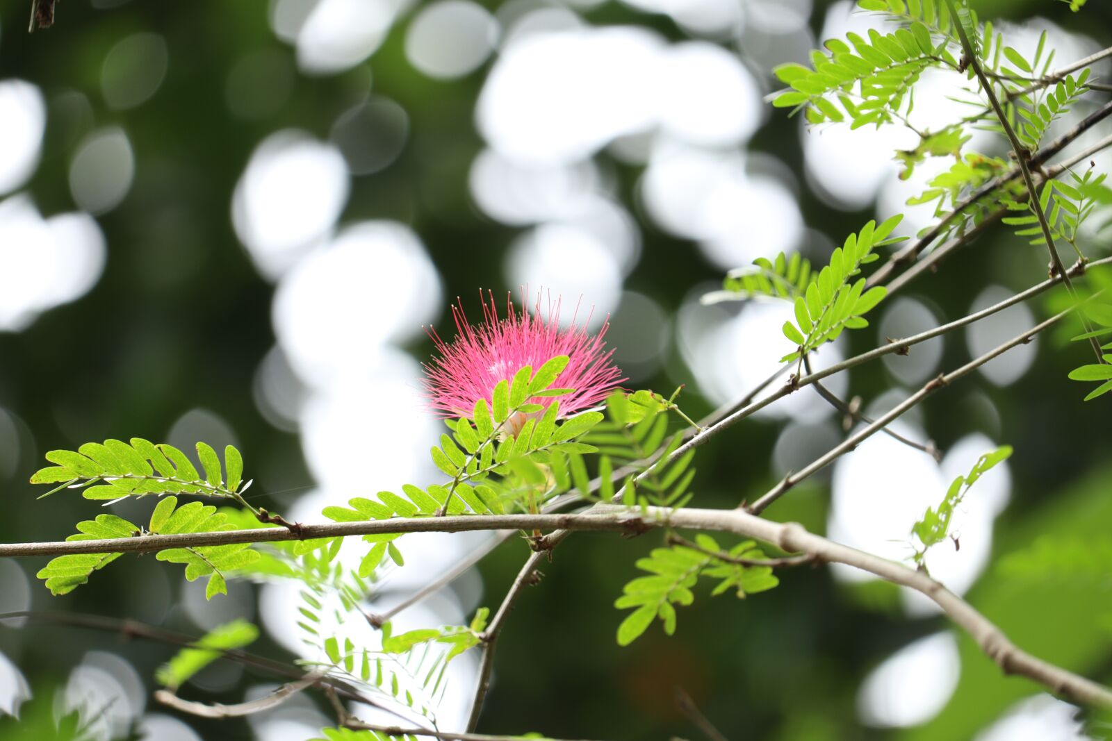 Canon EOS 250D (EOS Rebel SL3 / EOS Kiss X10 / EOS 200D II) sample photo. Brush flower, kerala, nature photography