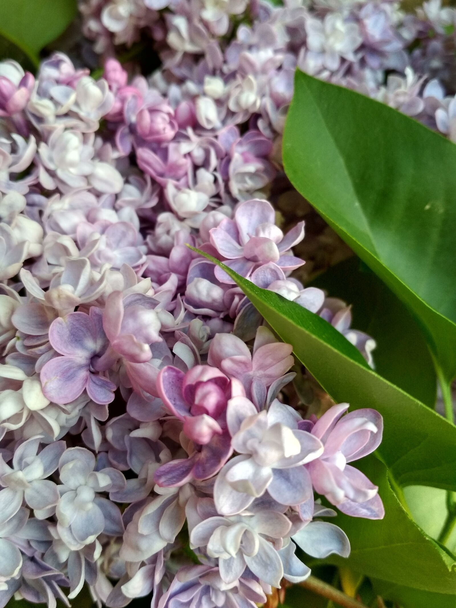 Xiaomi Redmi 4X sample photo. Flower, lilac, small flower photography