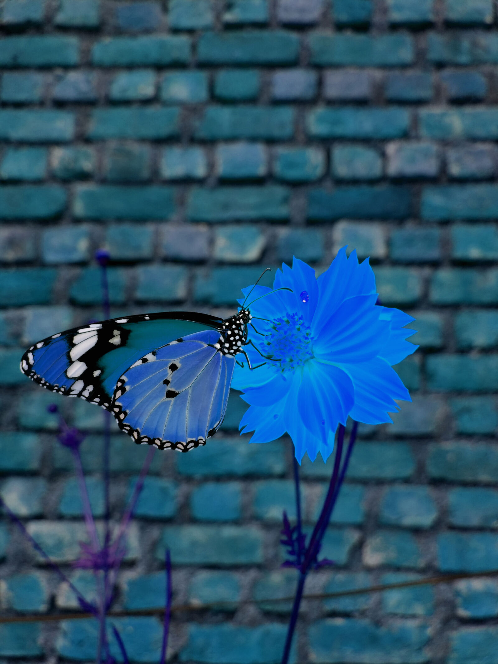 Motorola Moto G (4) sample photo. Blue, butterfly, blue, flowers photography