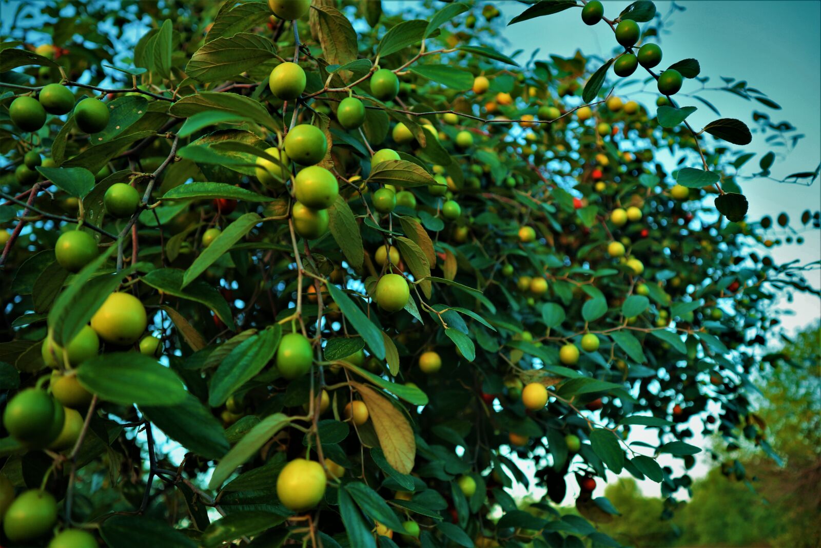Canon EF-M 15-45mm F3.5-6.3 IS STM sample photo. Fruit, green, fresh photography