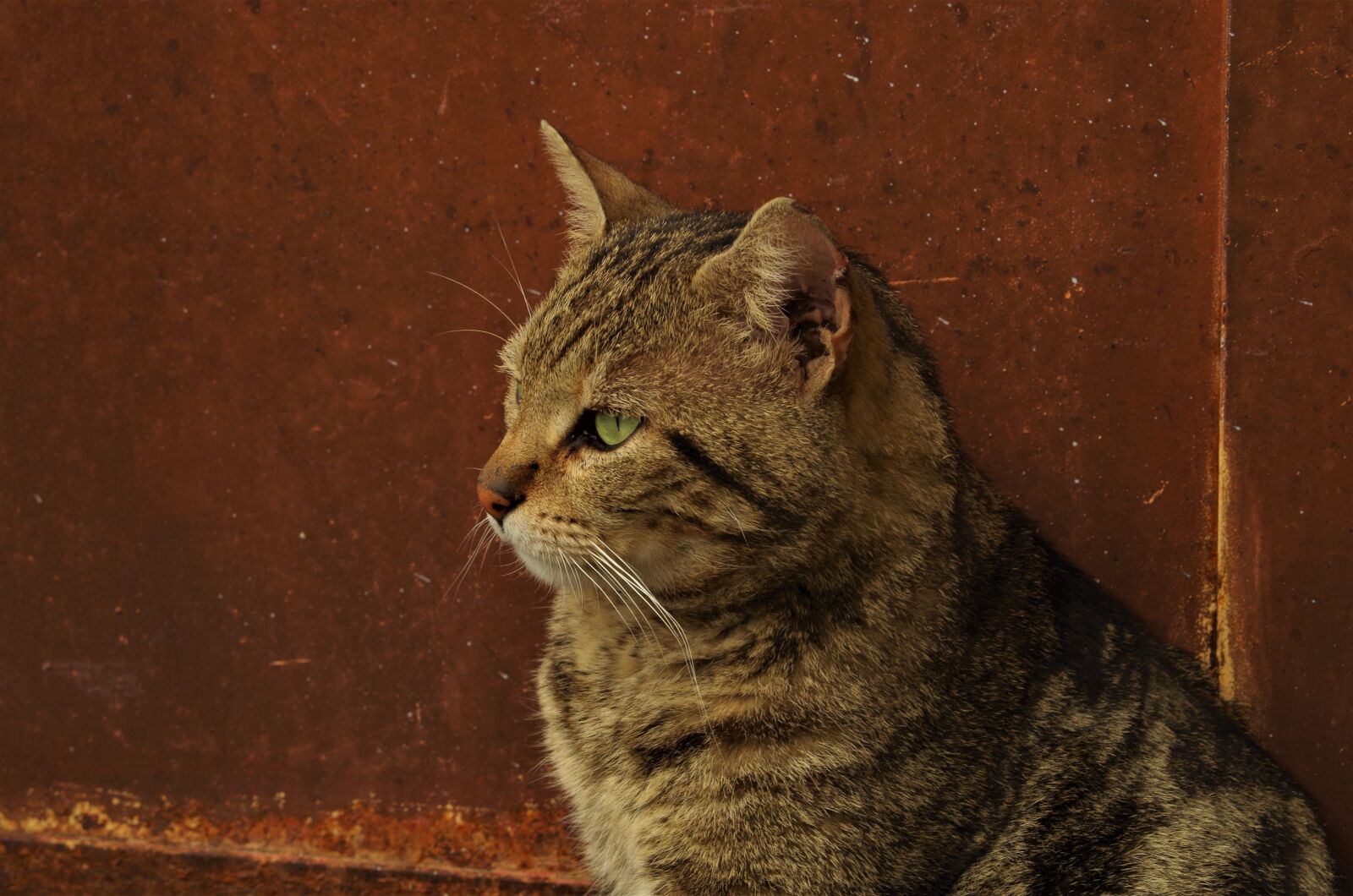 Pentax K-50 sample photo. Cat, stray cat, calico photography