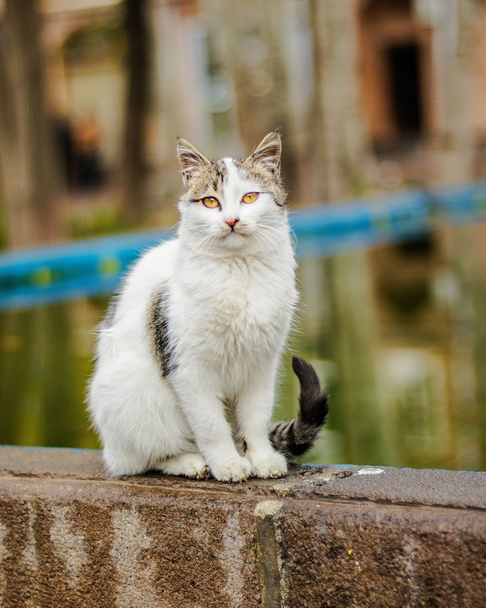 Canon EOS 750D (EOS Rebel T6i / EOS Kiss X8i) sample photo. Cat, animal, pet photography