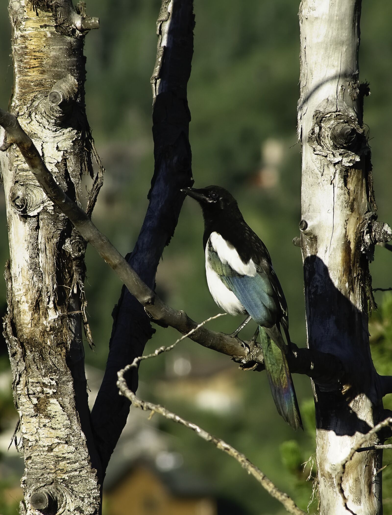 Sony SLT-A65 (SLT-A65V) sample photo. Magpie, bird, colorado photography