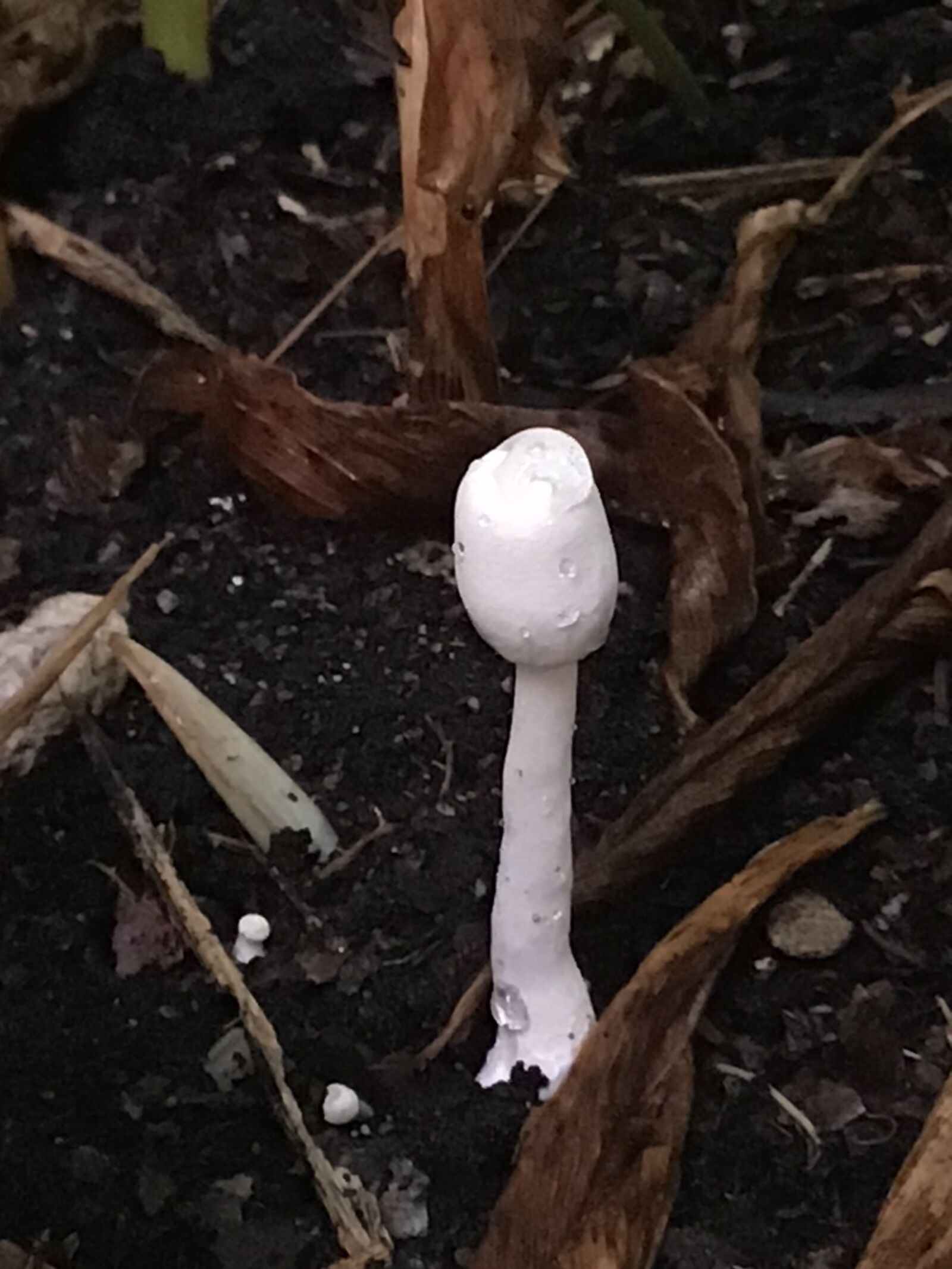 Apple iPad (7th generation) sample photo. Mushroom, fungi, nature photography