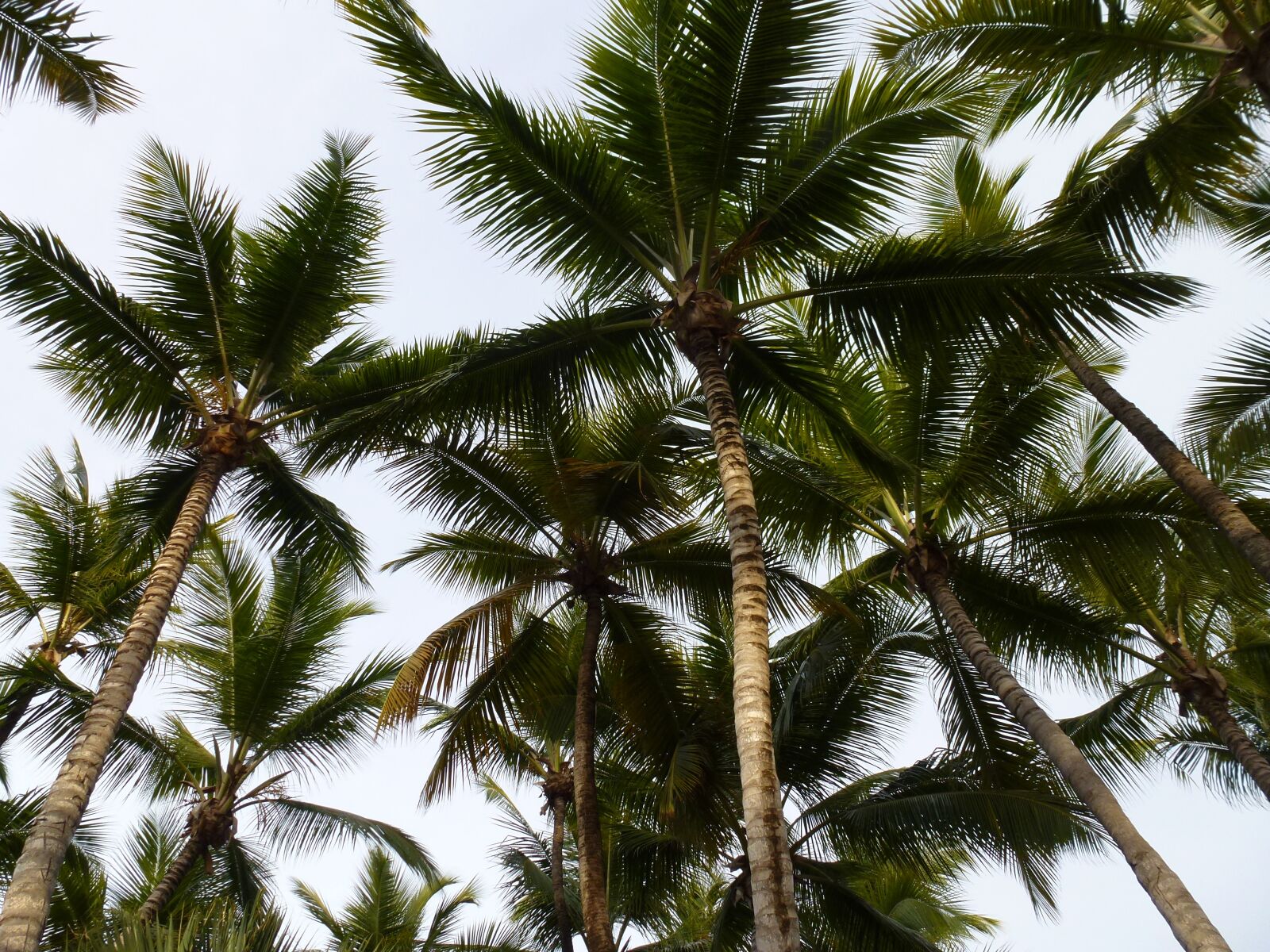 Panasonic Lumix DMC-ZS10 (Lumix DMC-TZ20 / Lumix DMC-TZ22) sample photo. Palm trees, high, hot photography