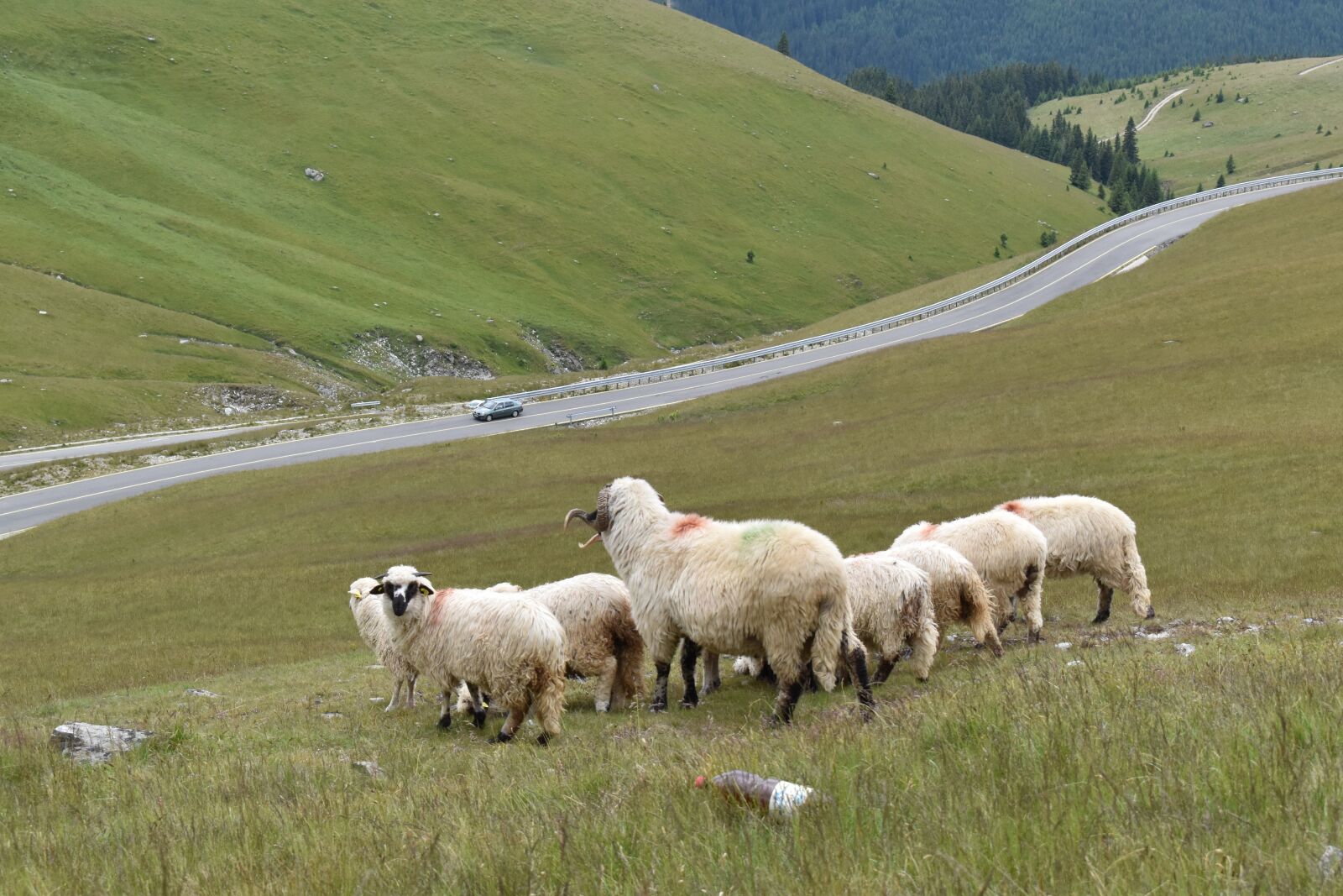 Nikon D5600 sample photo. Sheeps, mountain, livestock photography