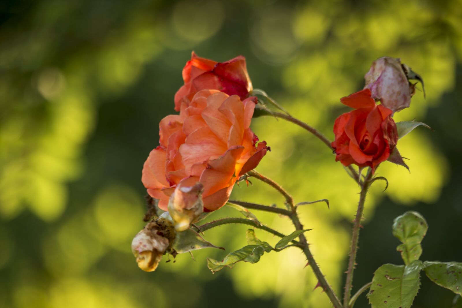 Canon EF-S 55-250mm F4-5.6 IS STM sample photo. Rose, vanishing, garden photography
