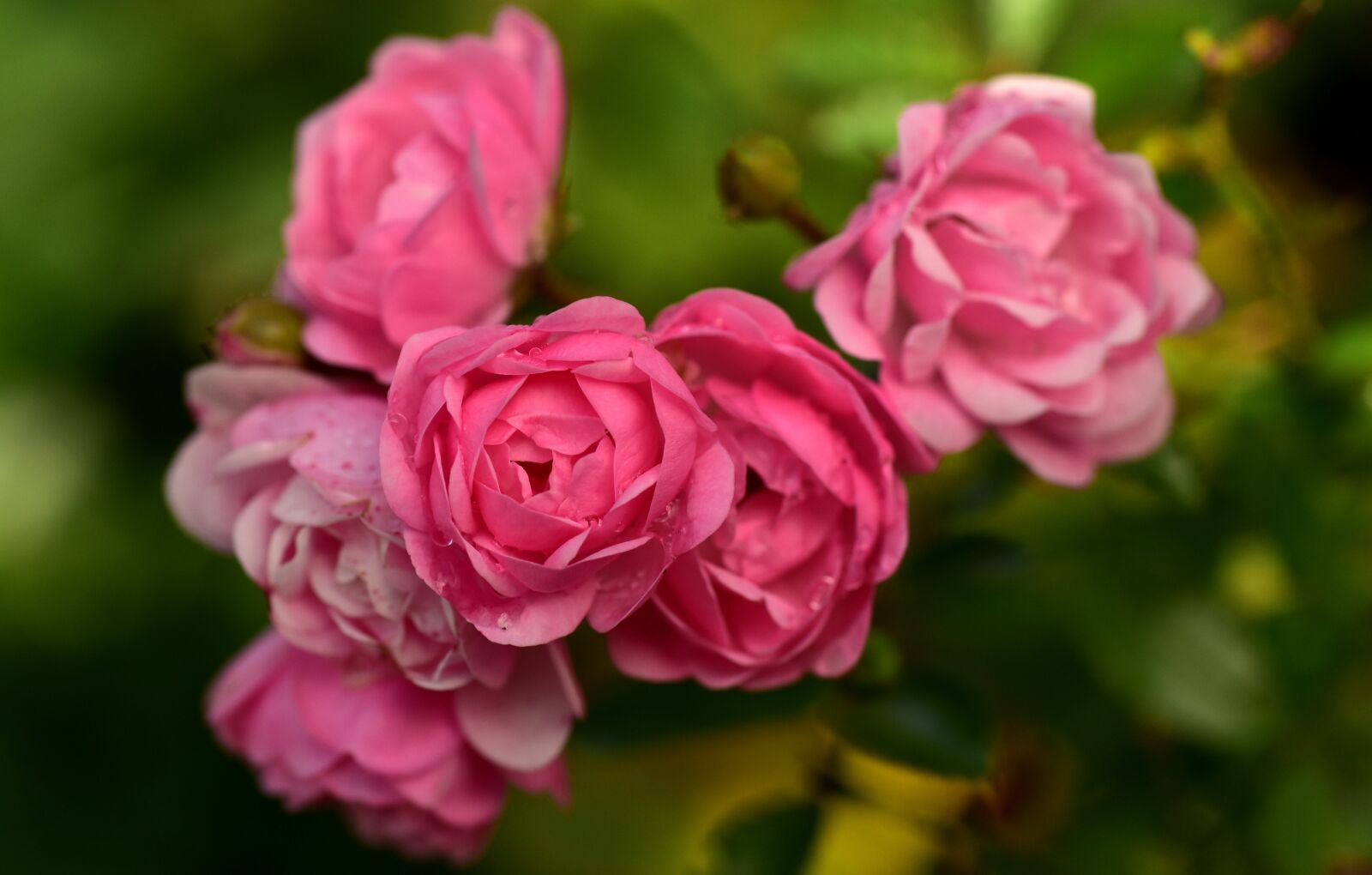 Nikon D750 sample photo. Rose, bush rose, nature photography